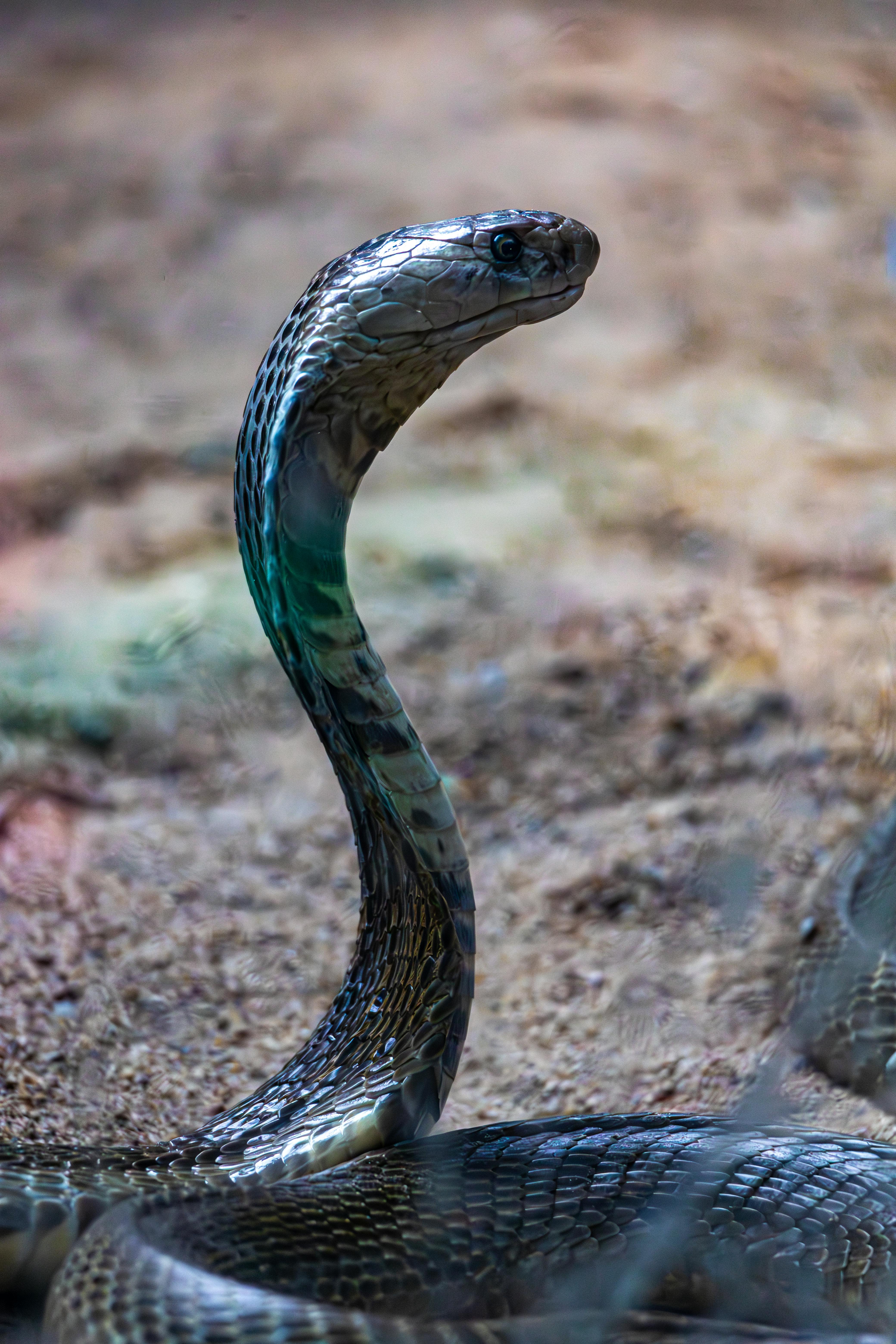 Cobra on Rocky Terrain · Free