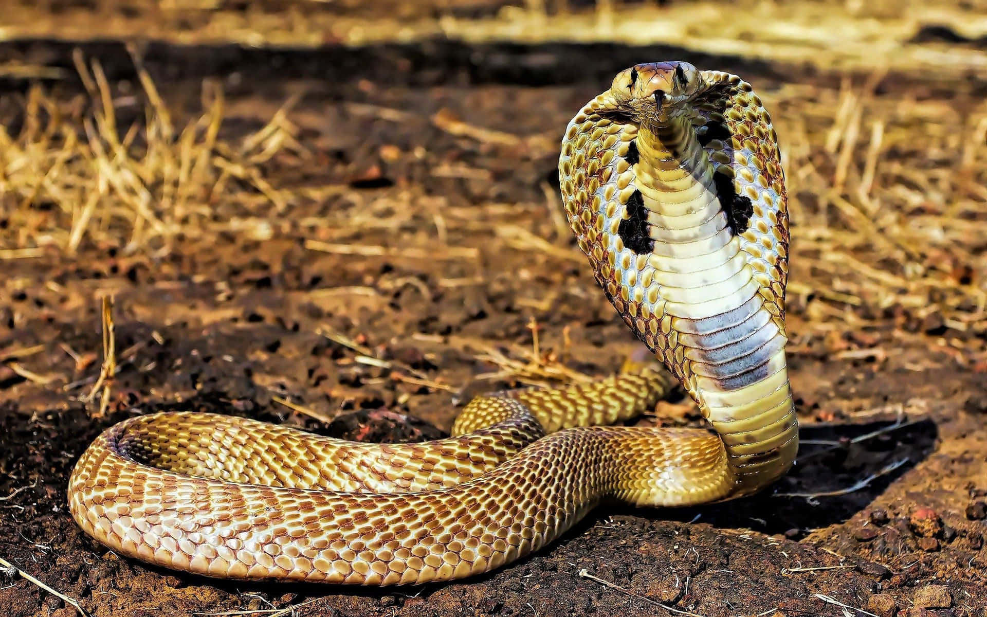 Download Powerful King Cobra Slithers