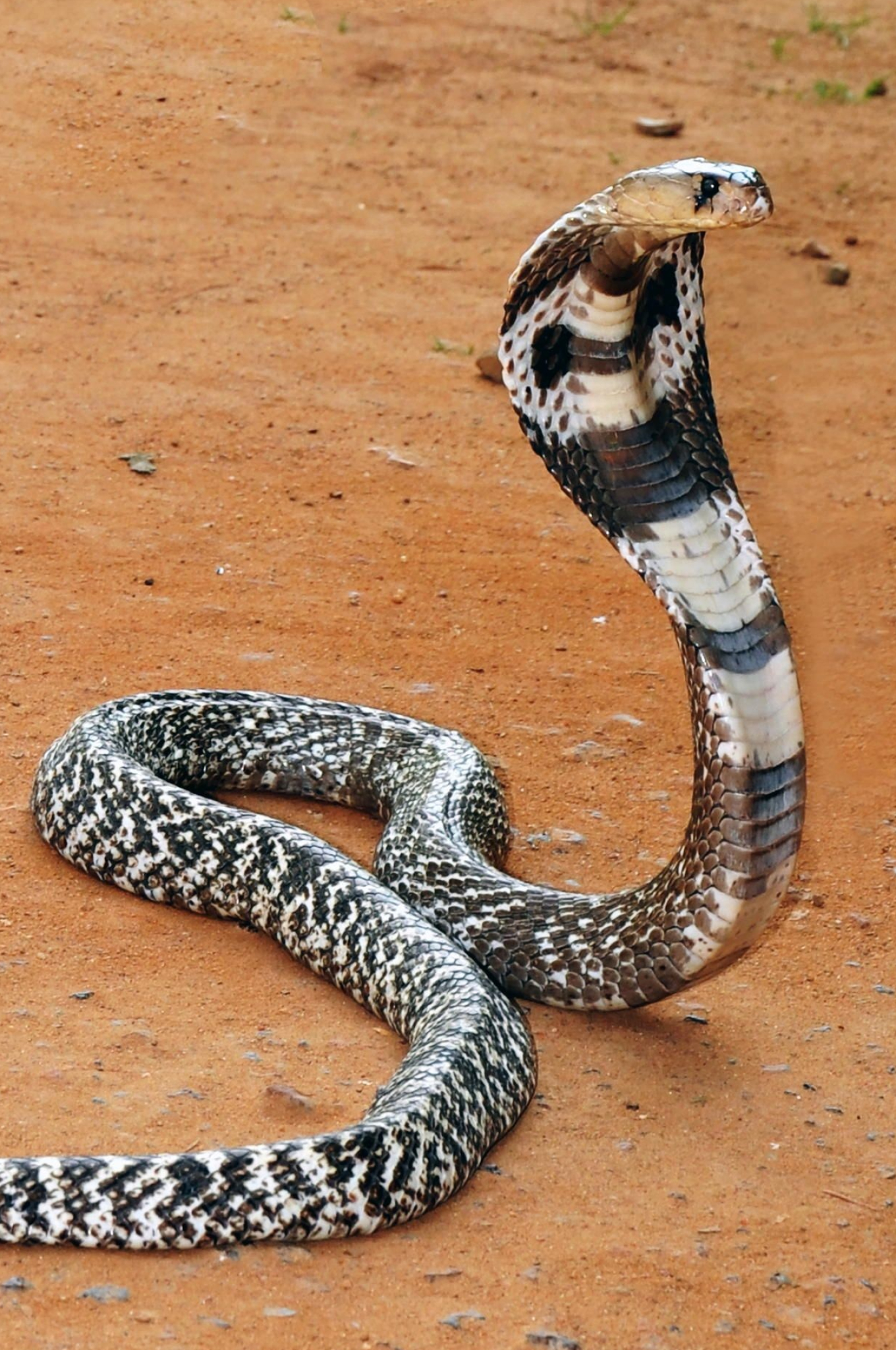 King Cobra Wallpaper