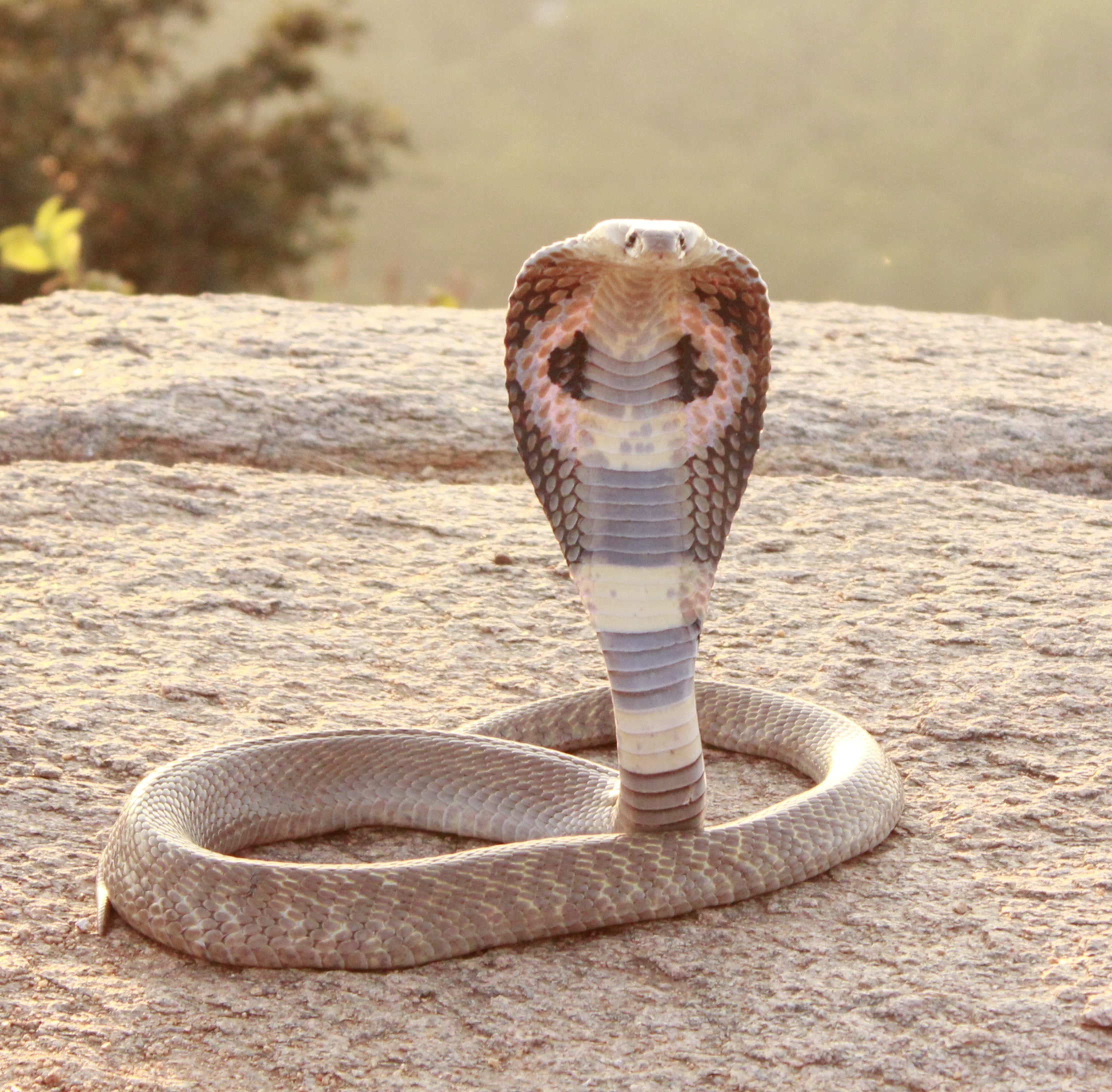 Indian cobra