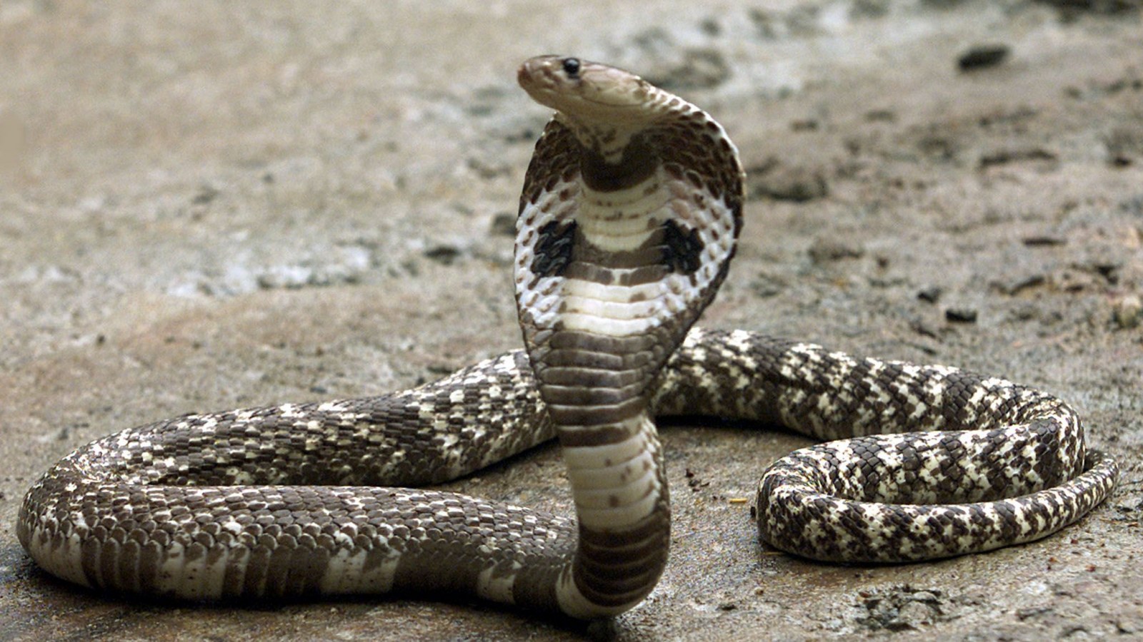 Escaped 8 Foot King Cobra Sets Off