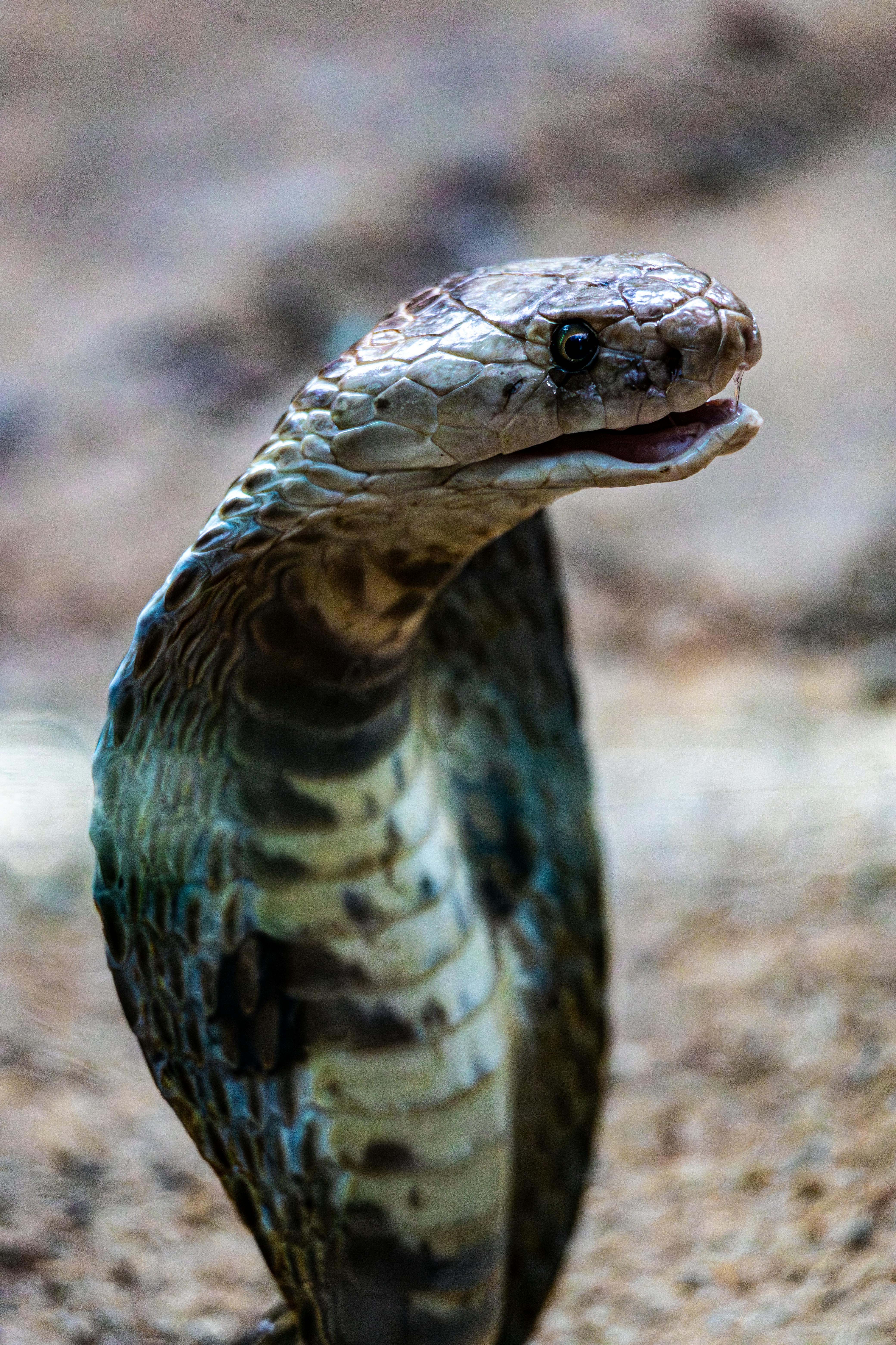 Close Up Of A Cobra In Natural Habitat