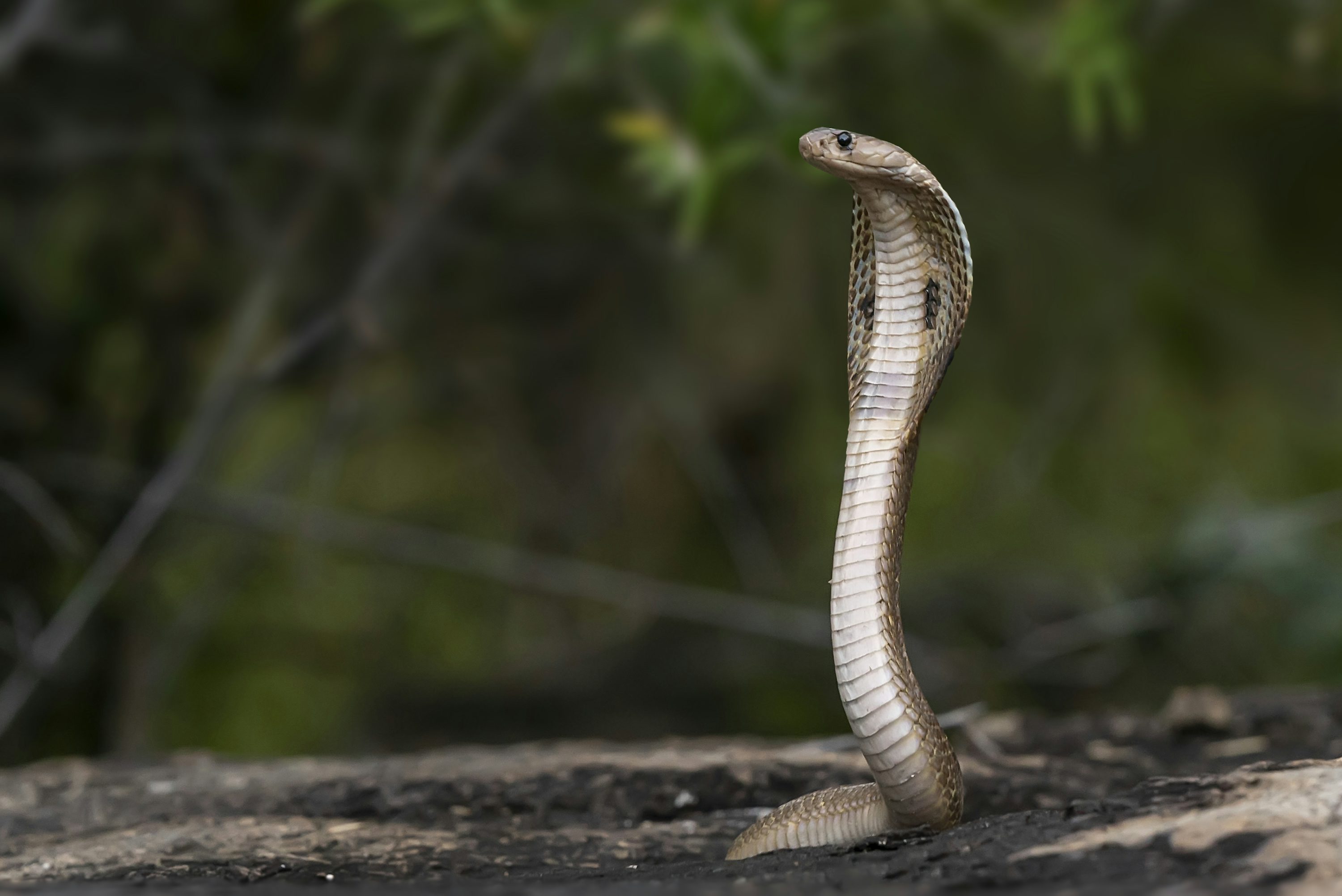 King Cobra Picture. Download