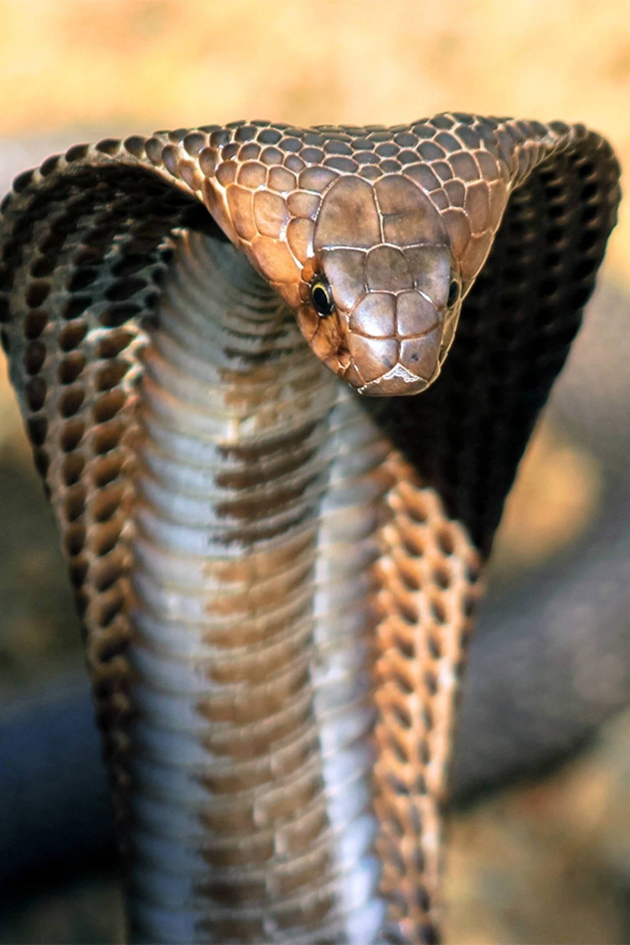 Download King Cobra Close Up Wallpaper