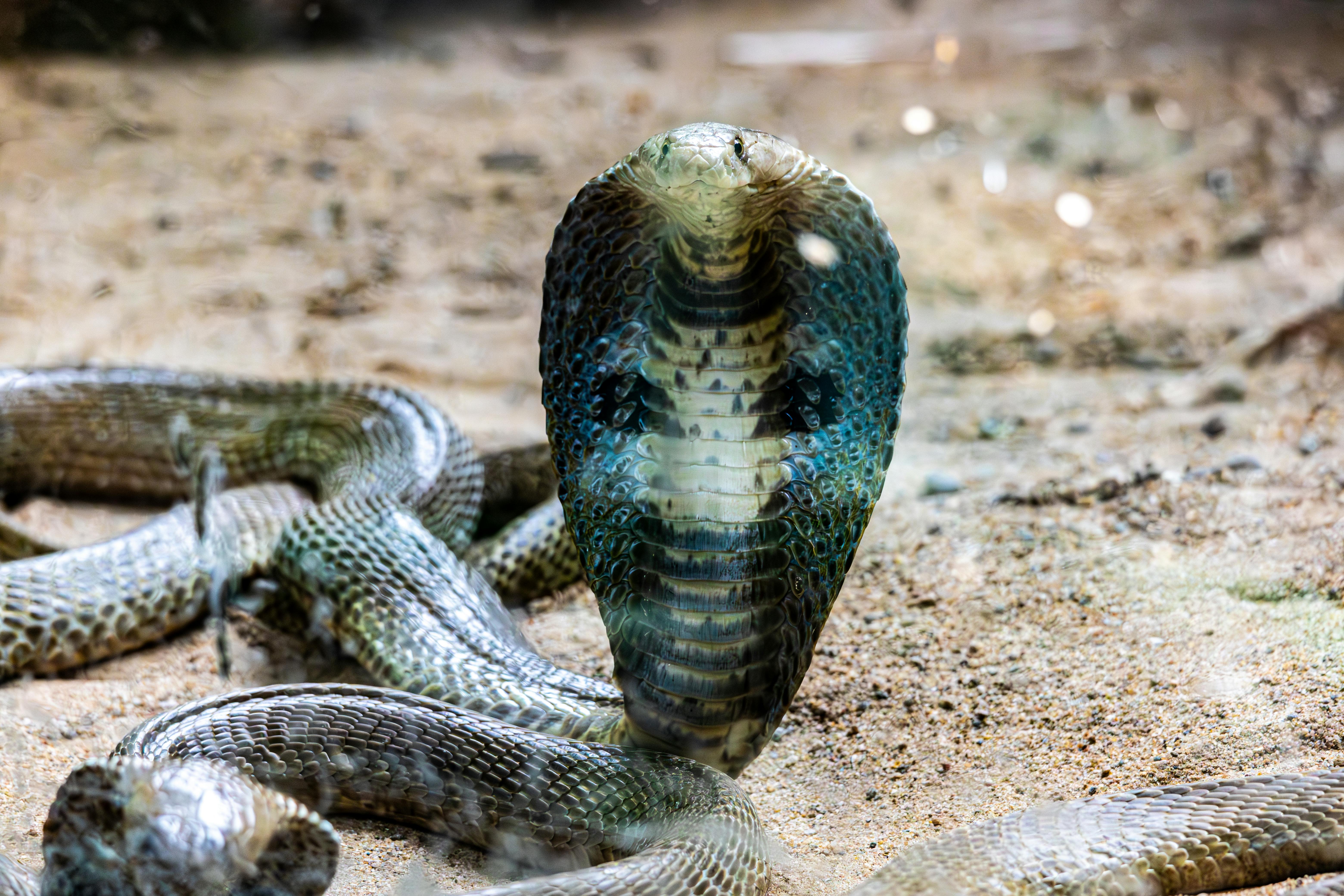 King Cobra Photo, Download The BEST