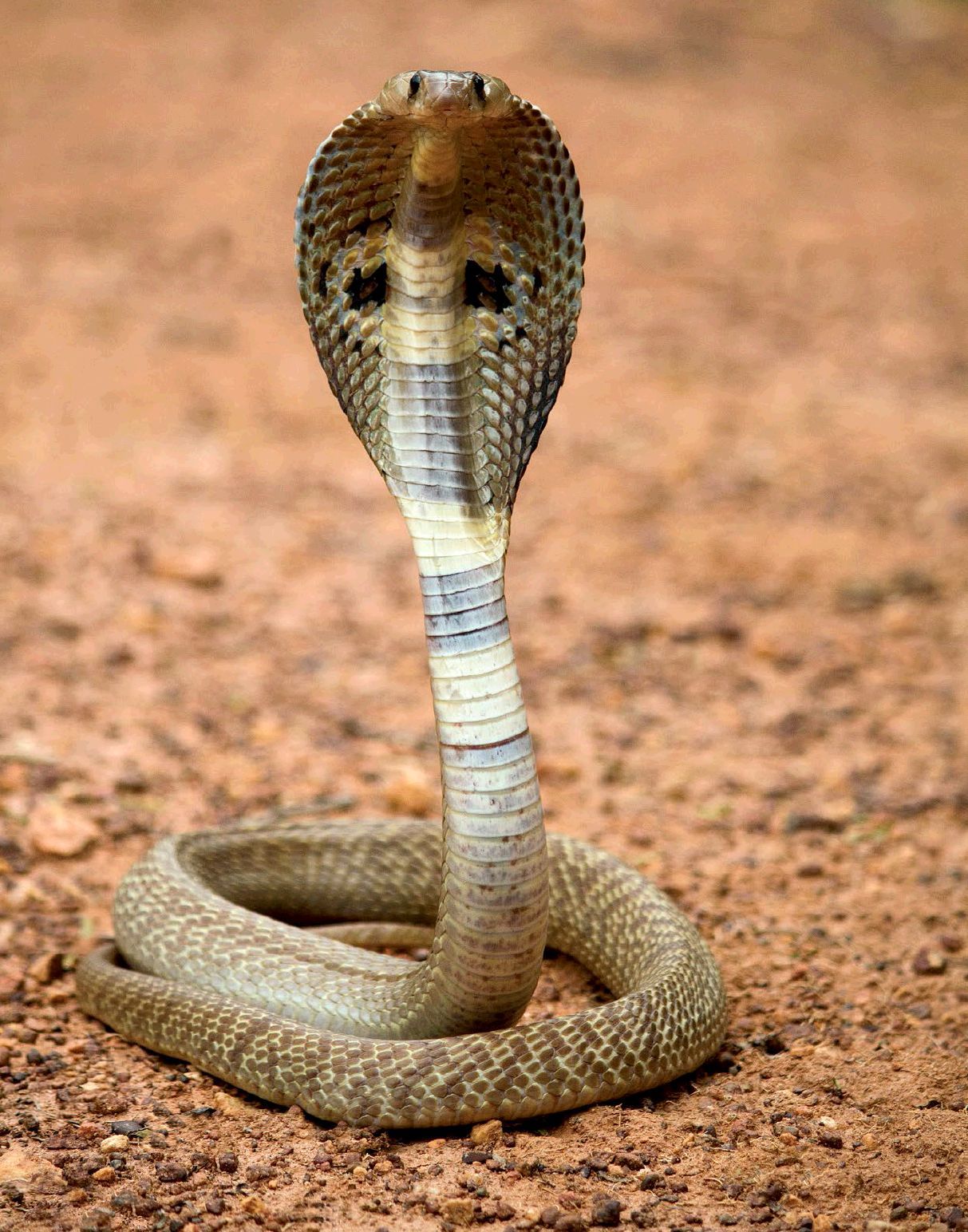 cobra snake, king cobra, beautiful snakes