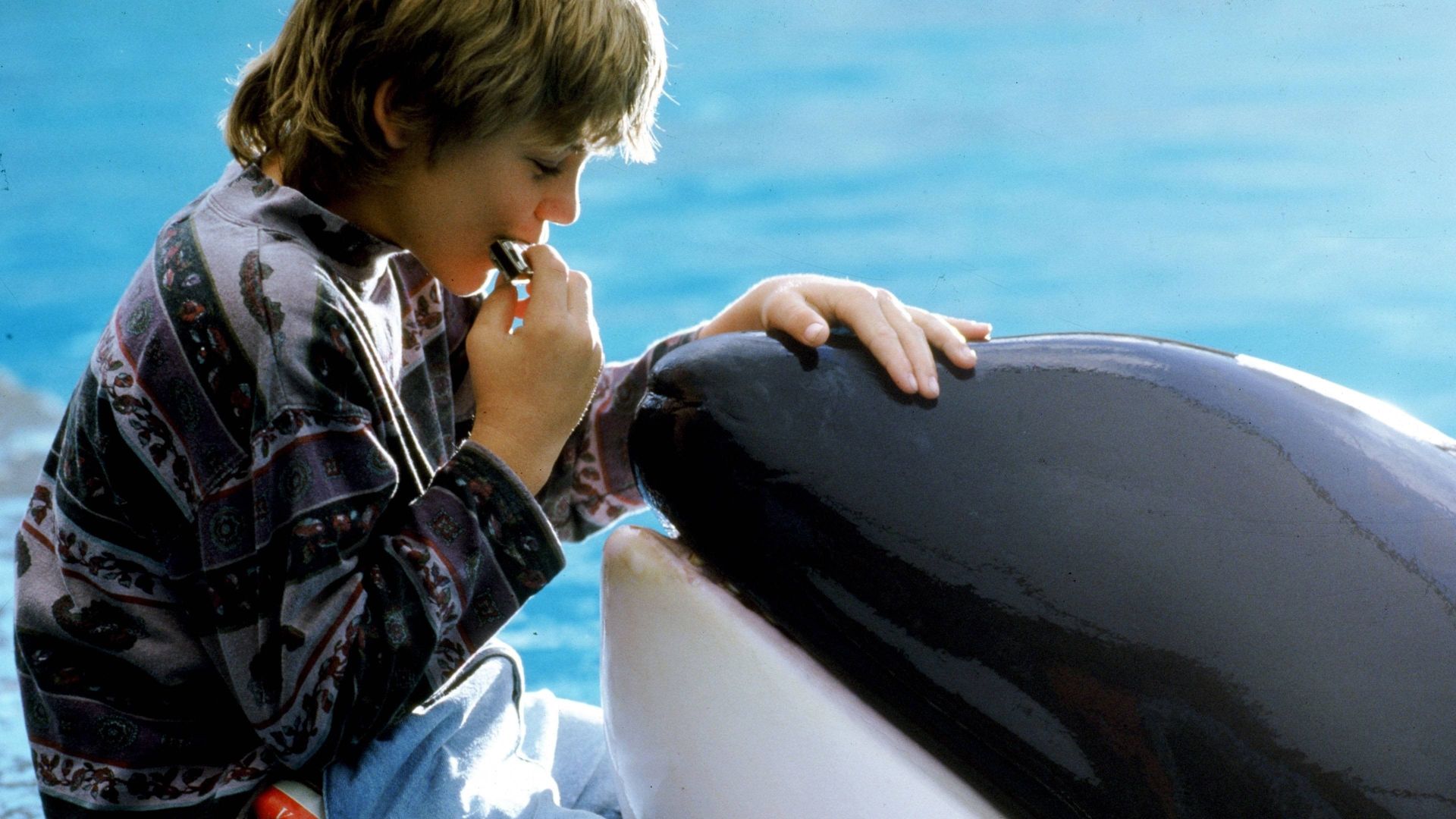 Sauvez Willy Free Willy HD Wallpaper