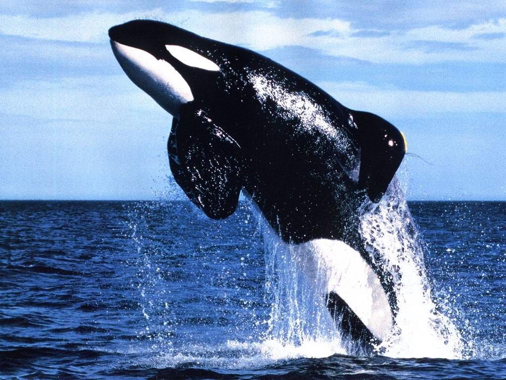 Keiko has to be my favorite orca