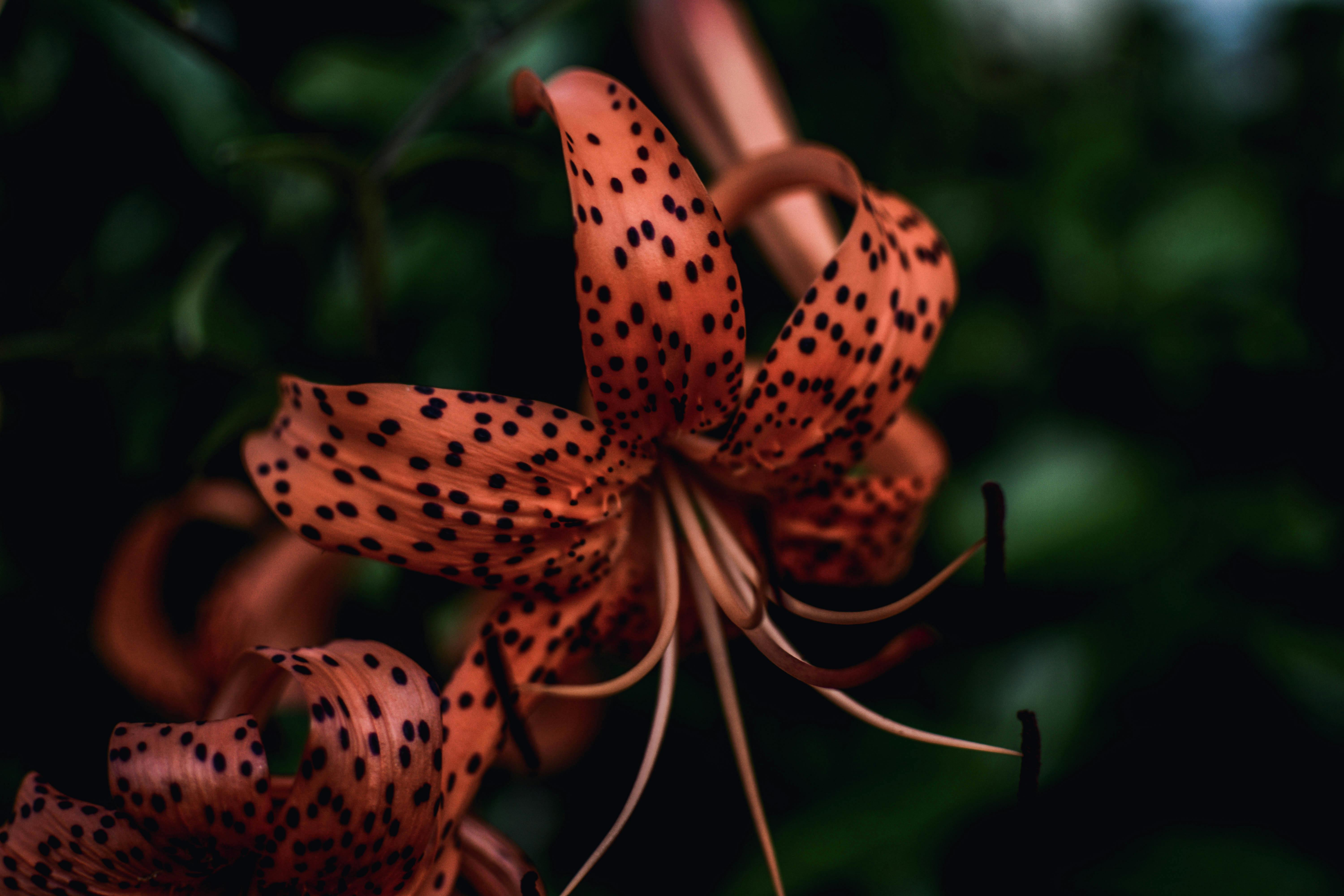 Tiger Lily Photo, Download The BEST Free Tiger Lily & HD Image
