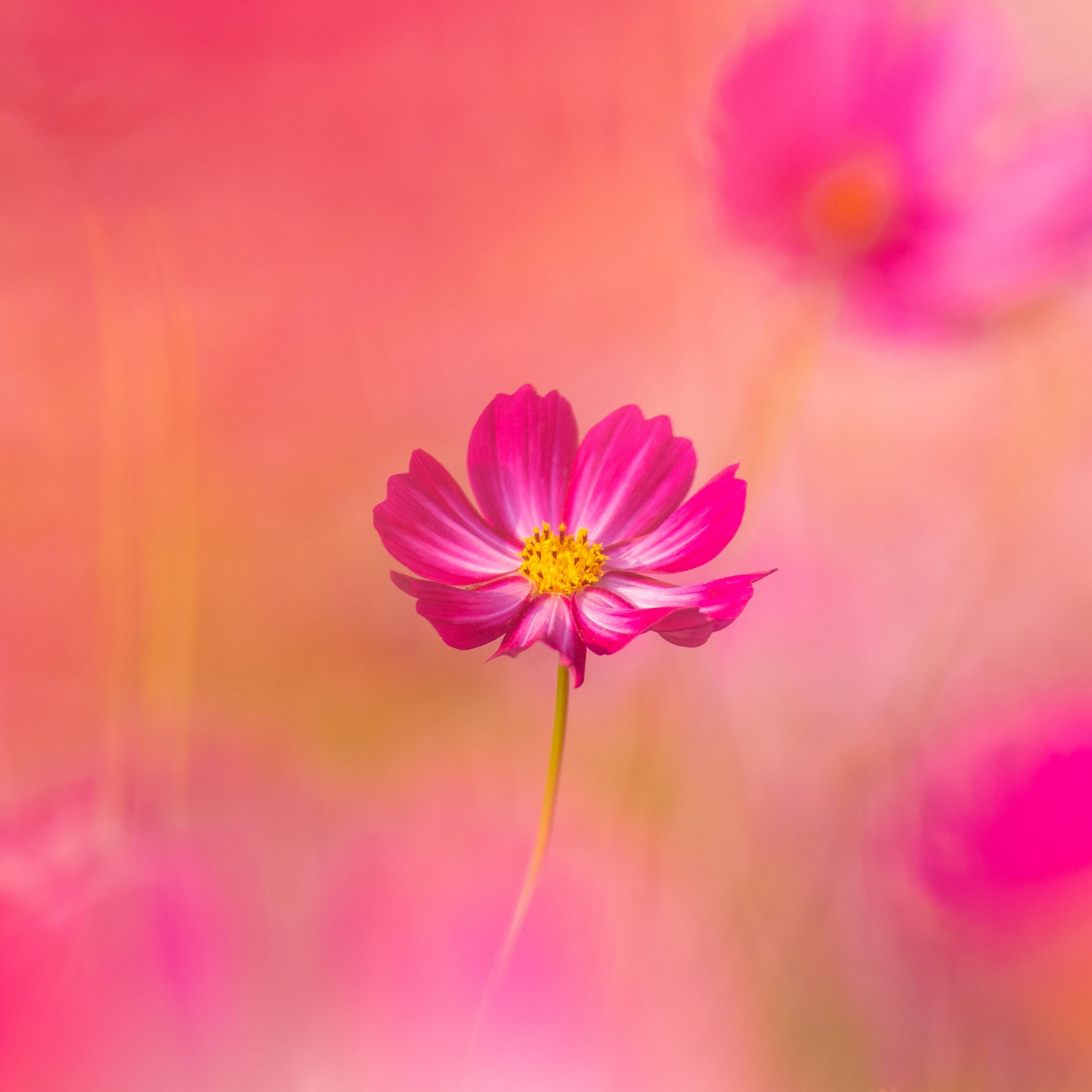 Cosmos flowers Wallpaper 4K, Pink