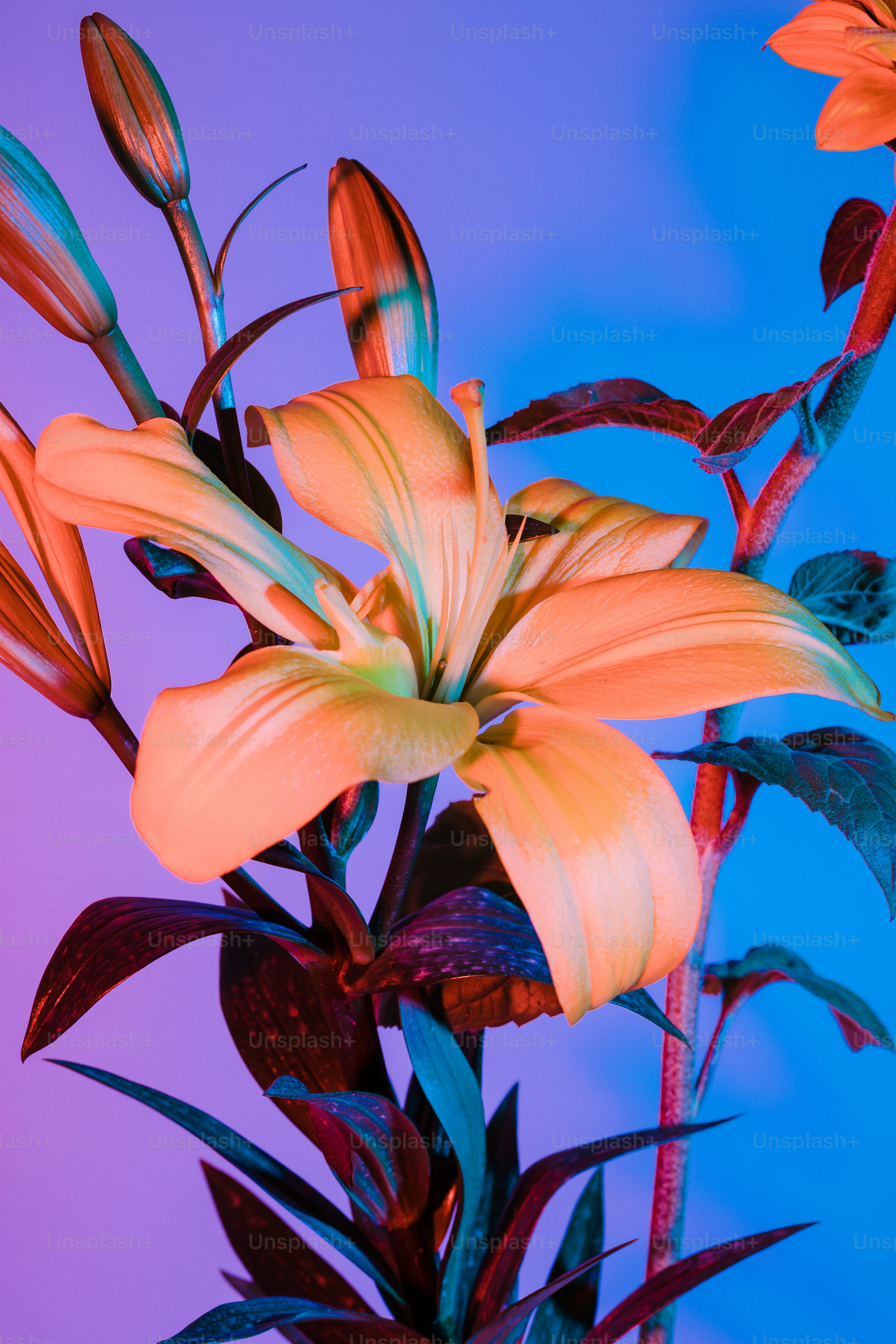 Hd Flowers Picture. Download Free