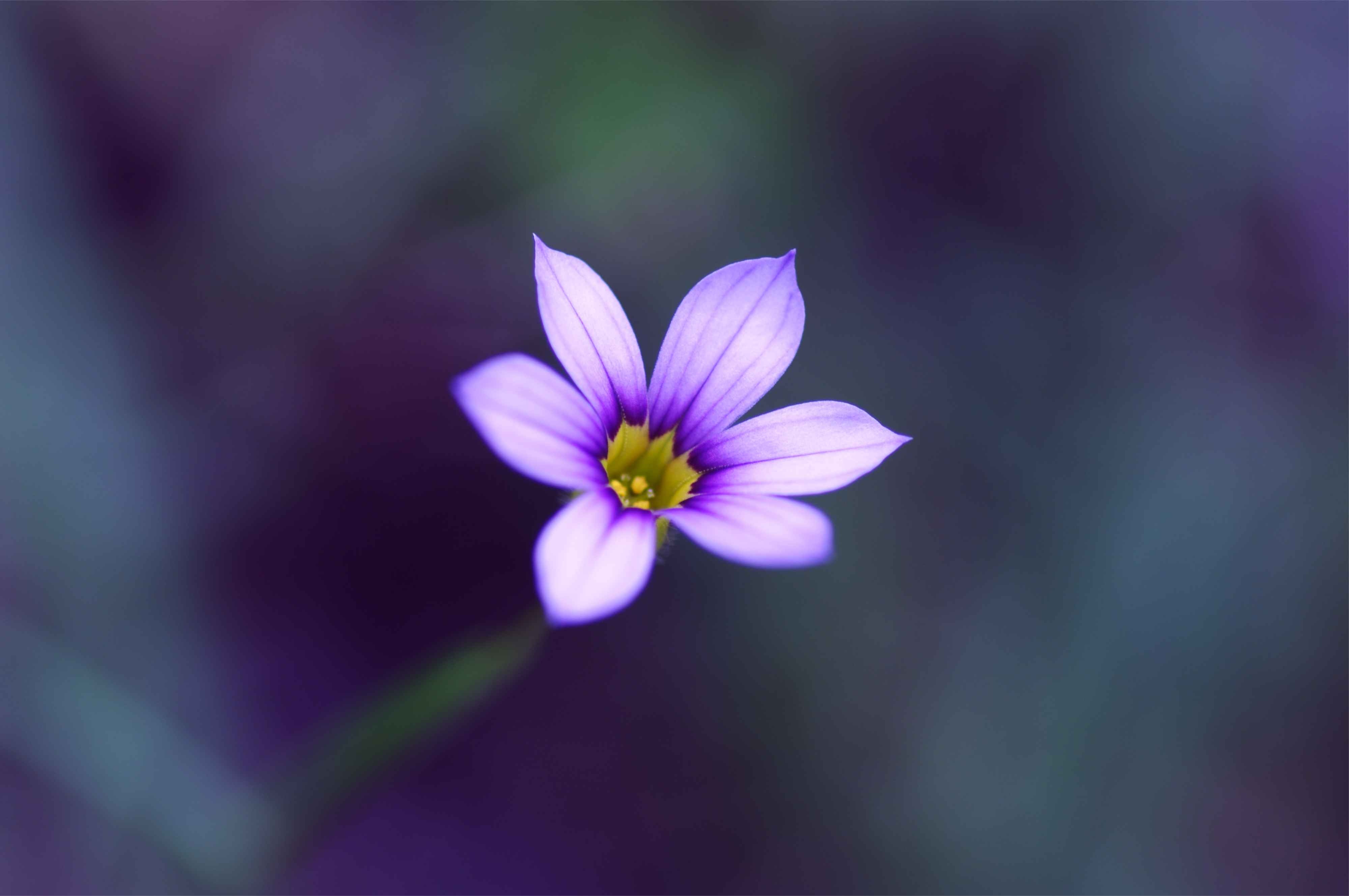Nature Flower 4k Ultra HD Wallpaper