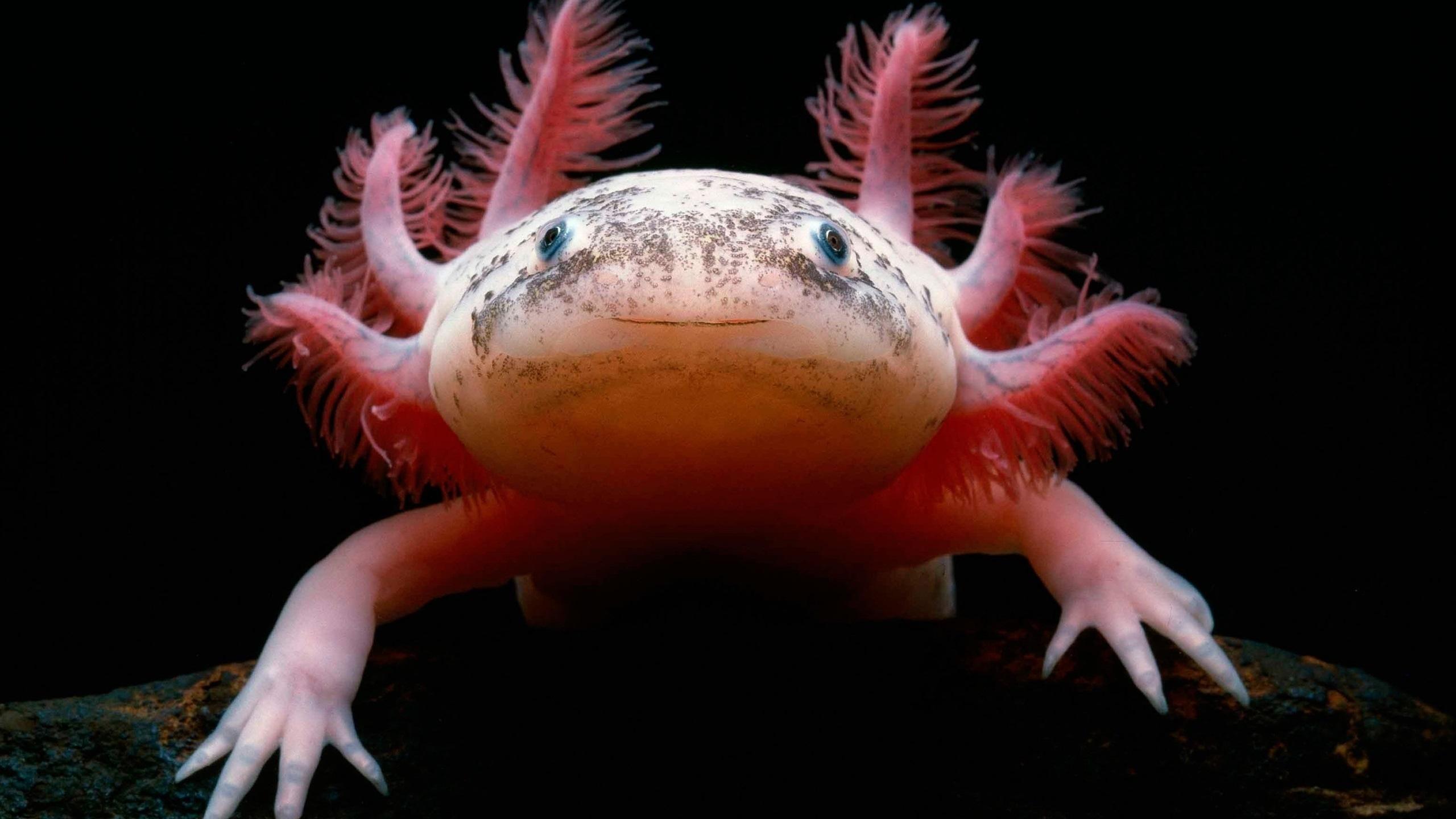axolotl wallpaper Ultra HD laptop