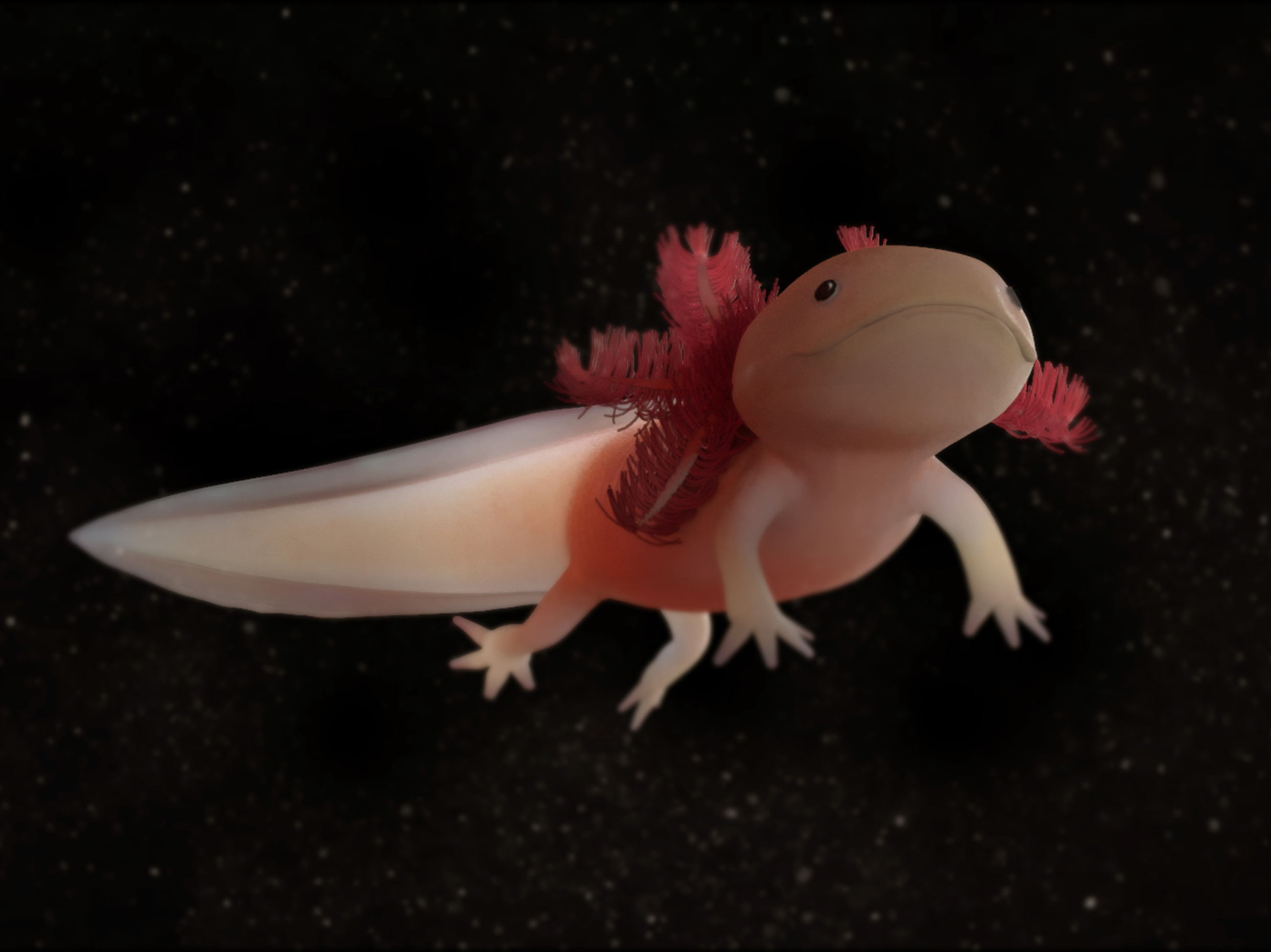 Axolotl