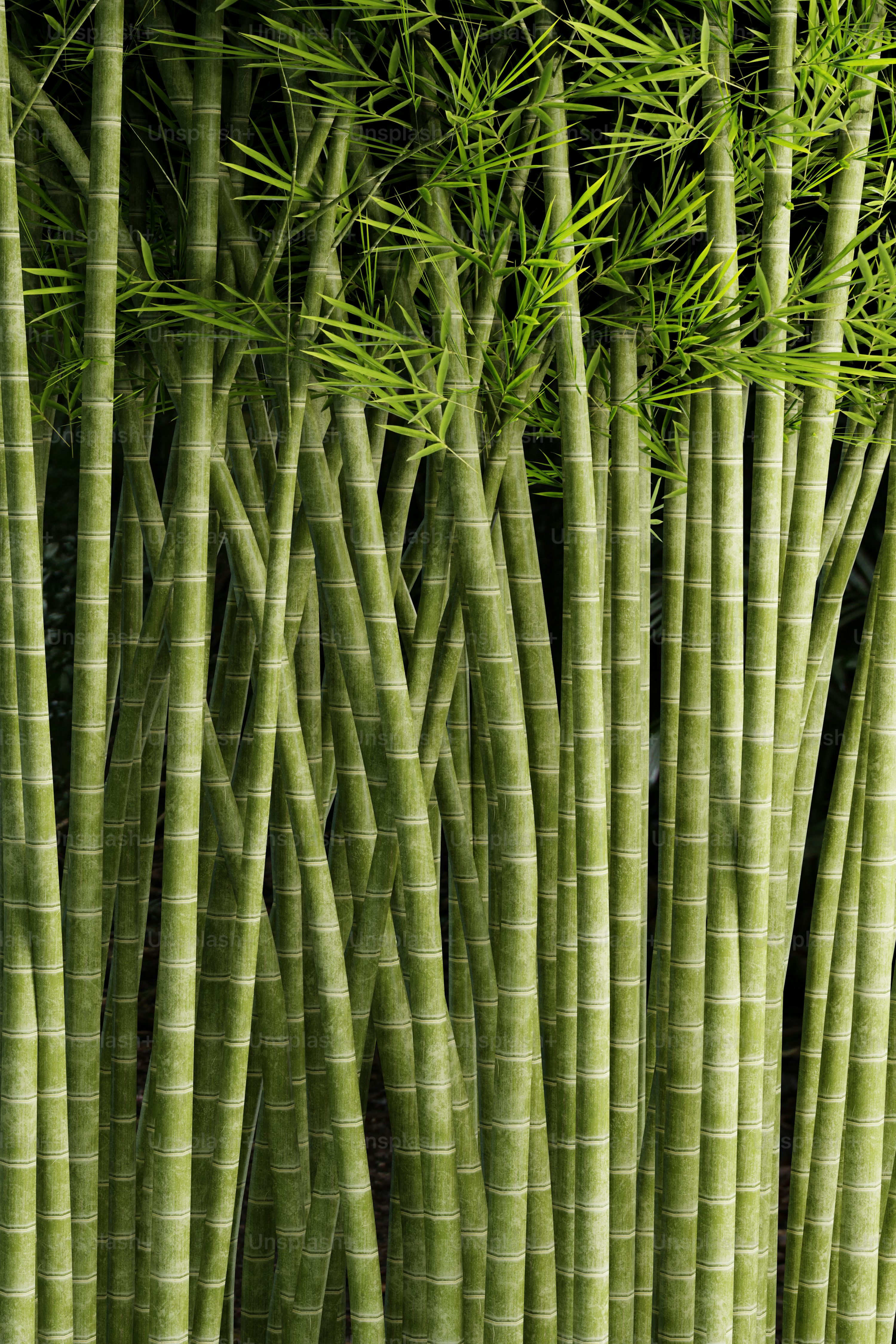 50,Bamboo Tree Picture. Download