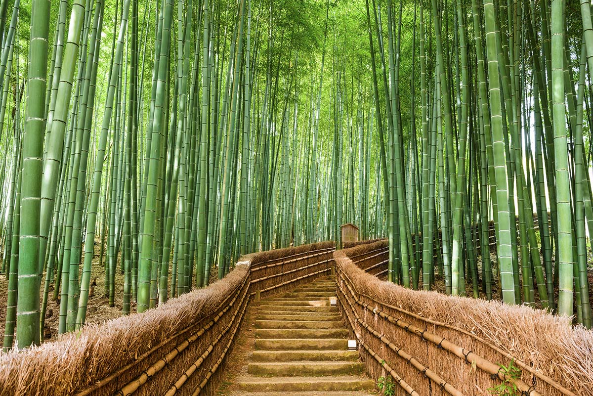 Bamboo Forest Wallpaper for Walls