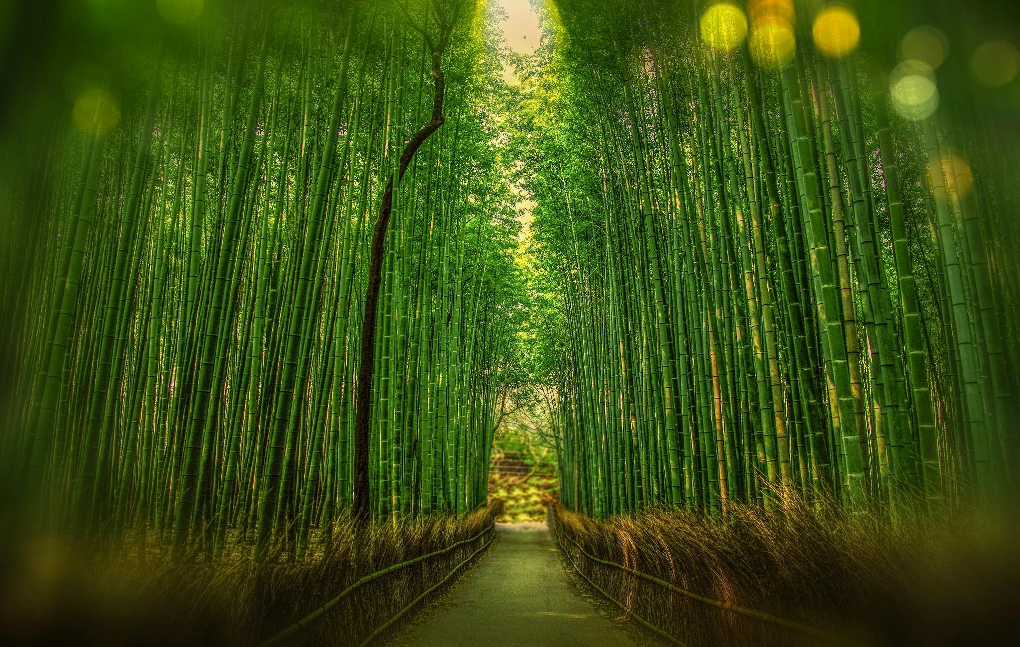 Scenic View of Bamboo Trees · Free