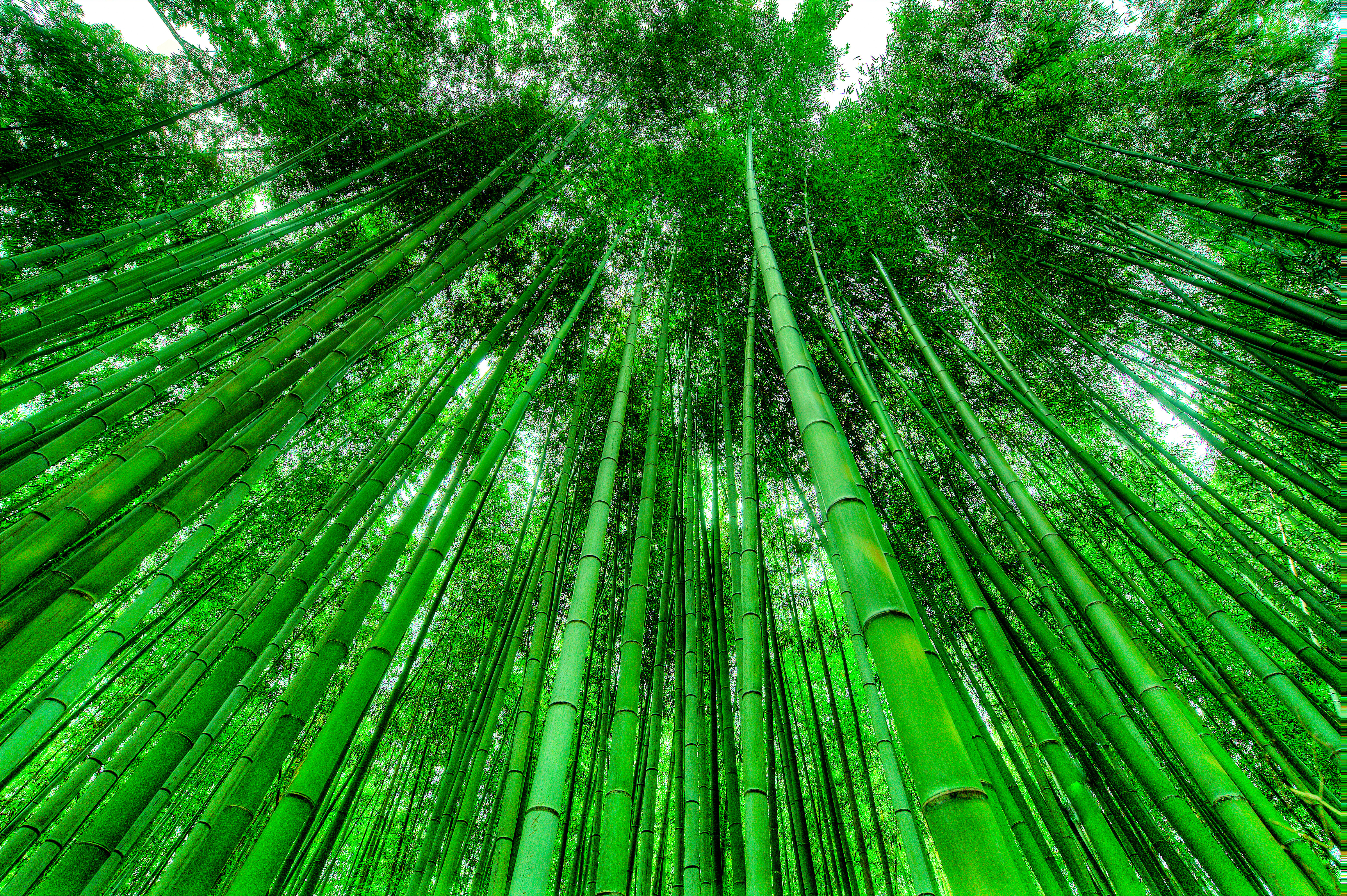 Bamboo Grove Wallpaper 4K, Green
