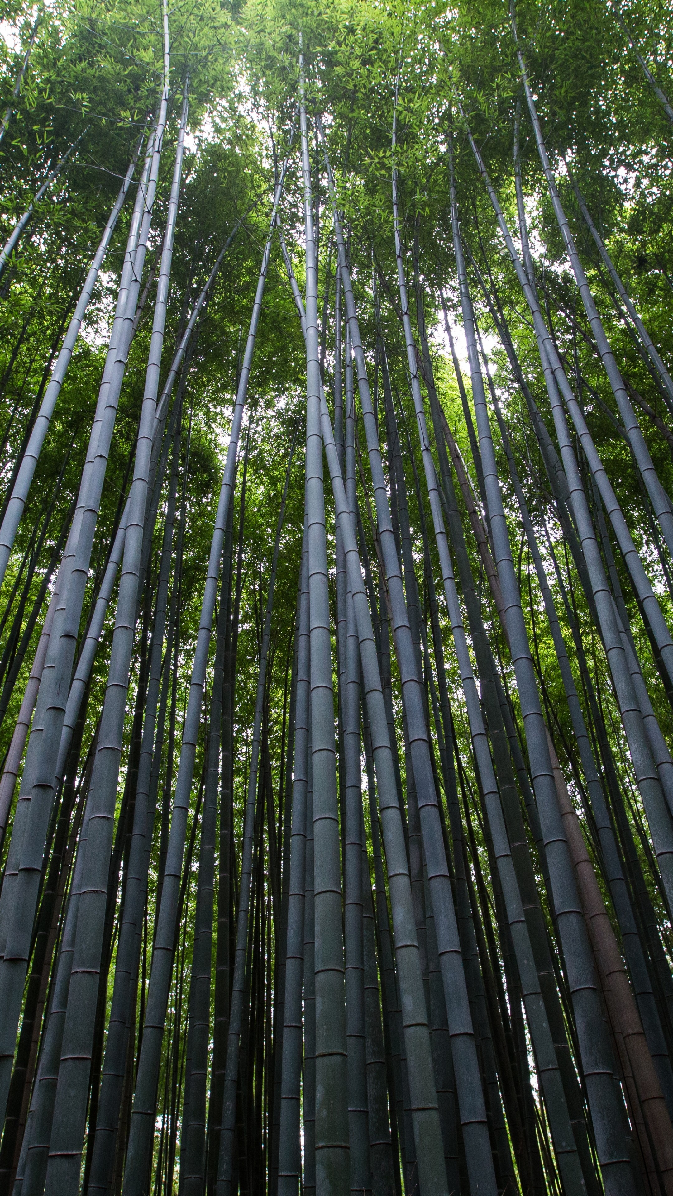 Bamboo Wallpaper