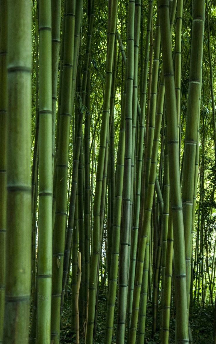 Download Green Poles In Bamboo Forest