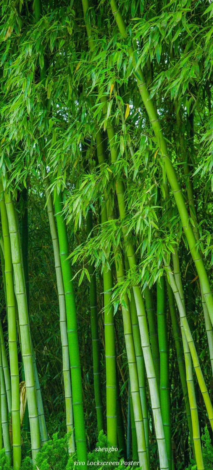 Green Bamboo Wallpaper for Phone