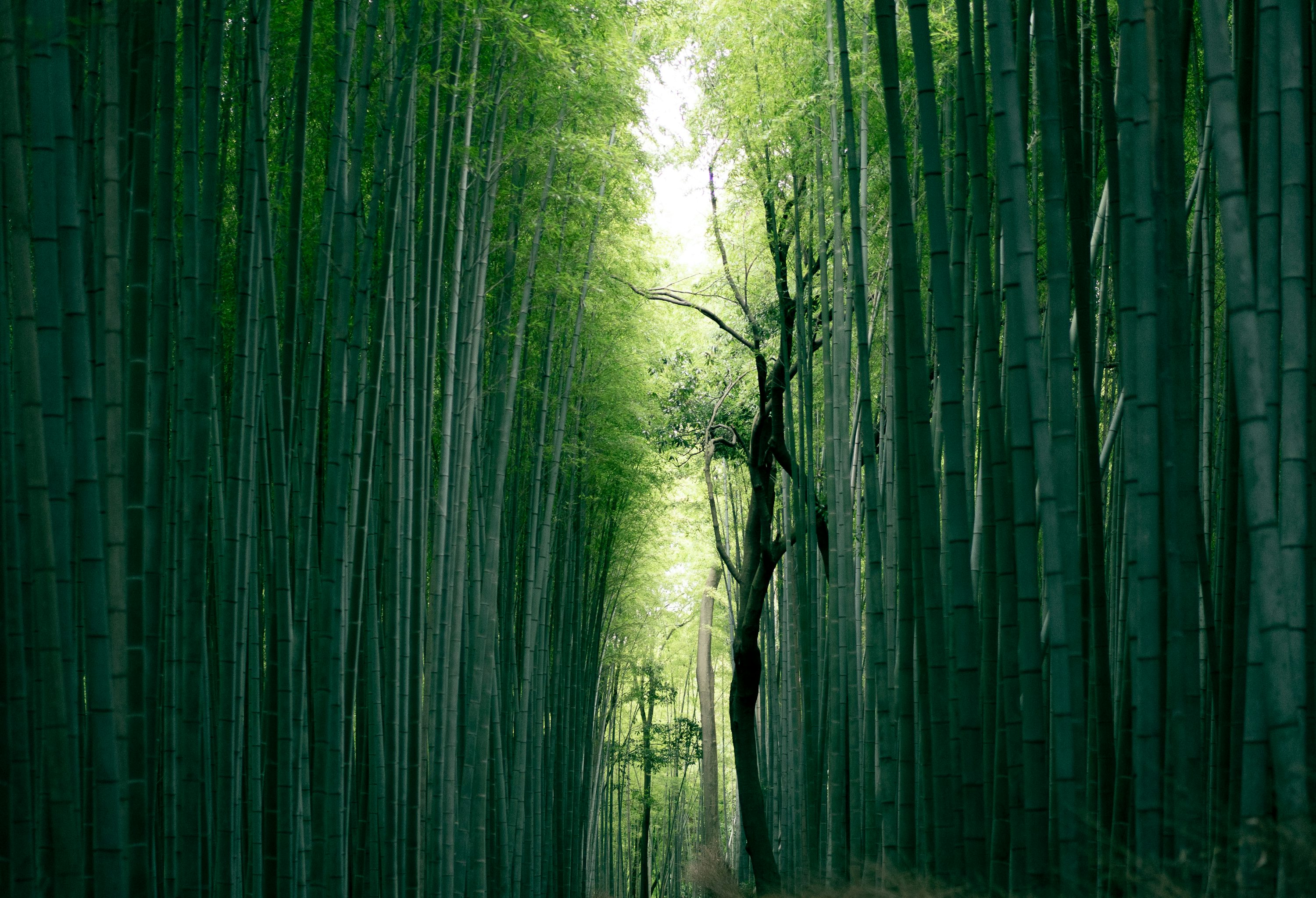 50,Bamboo Tree Picture. Download