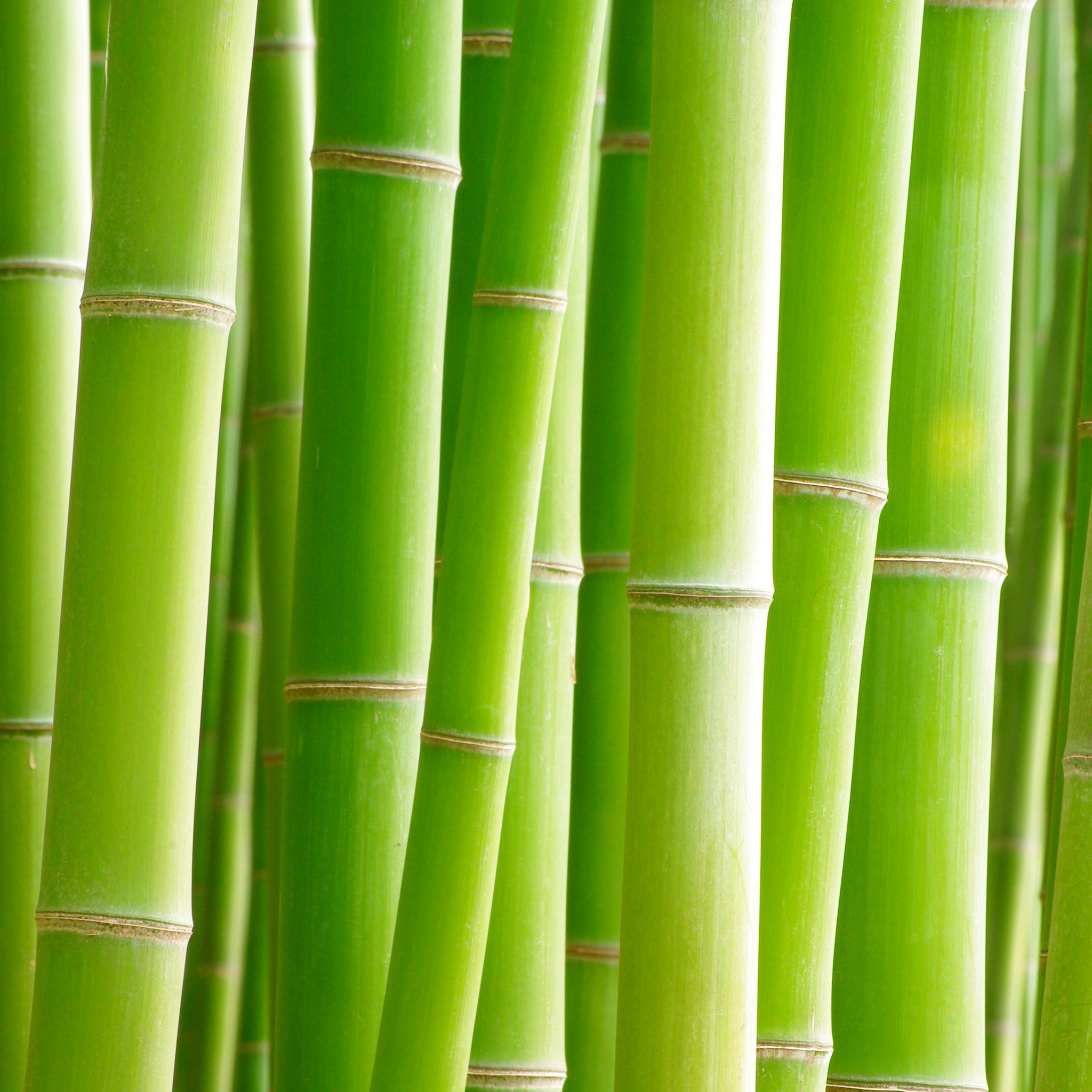 Bamboo Wallpaper 4K, Trees, Green