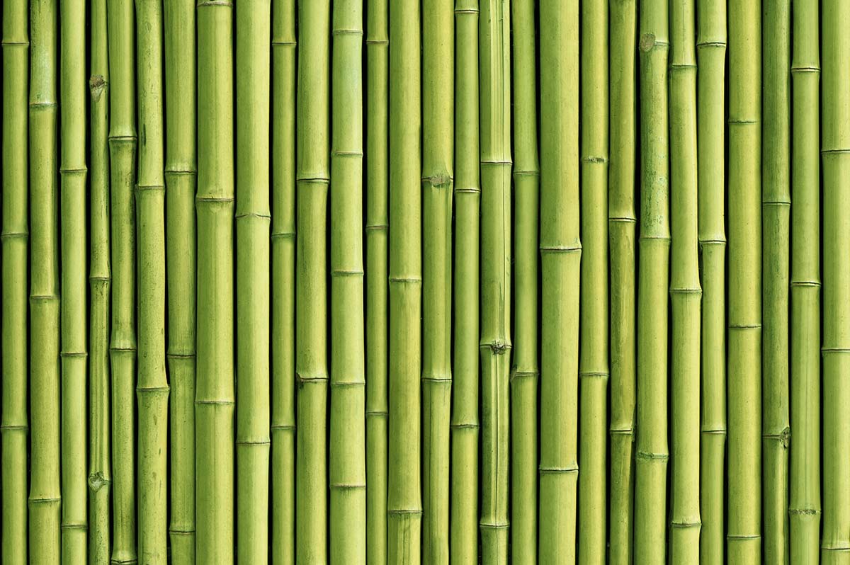 Buy Bamboo Tree Wallpaper for Wall