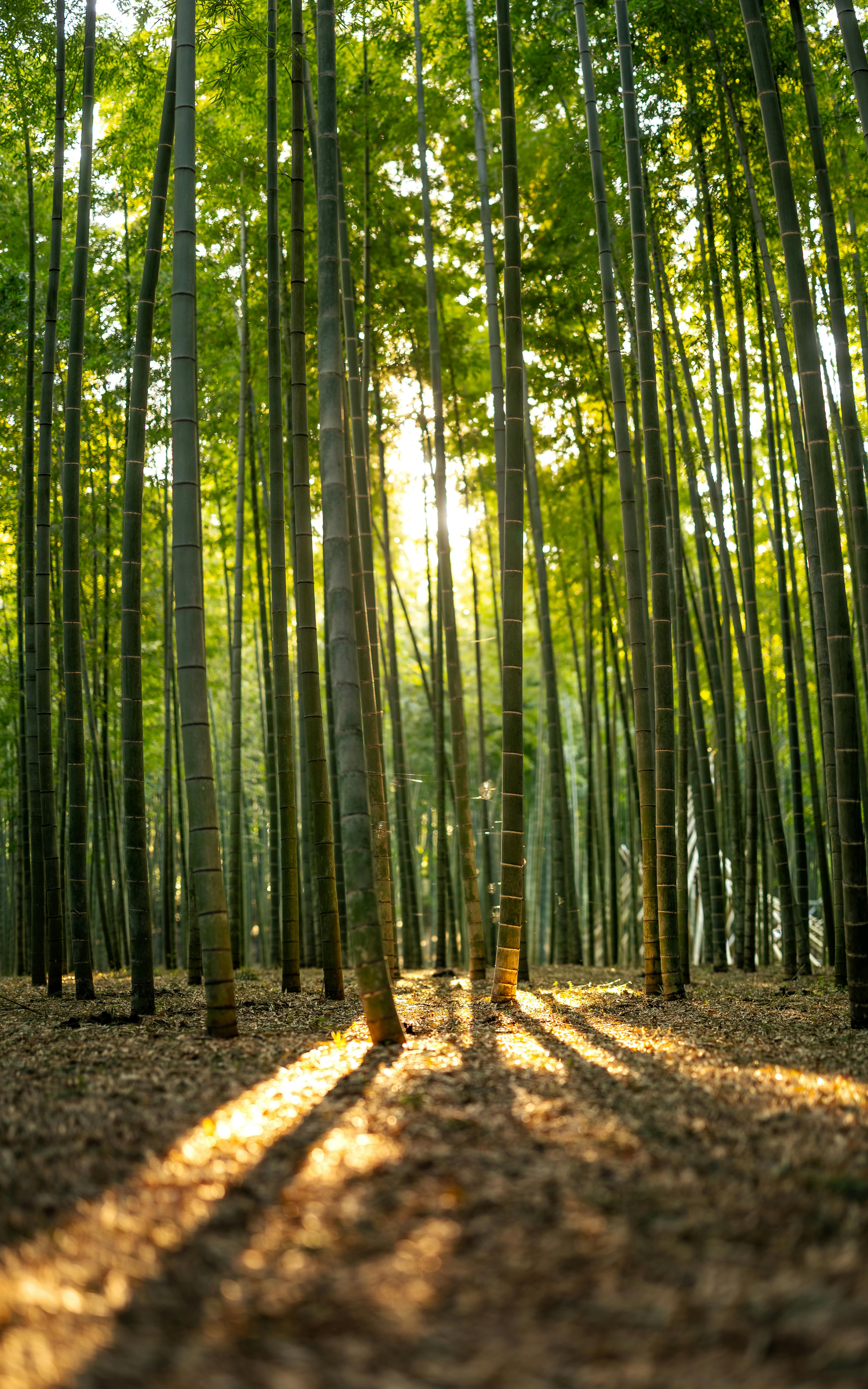 Bamboo Trees in Deep Forest · Free