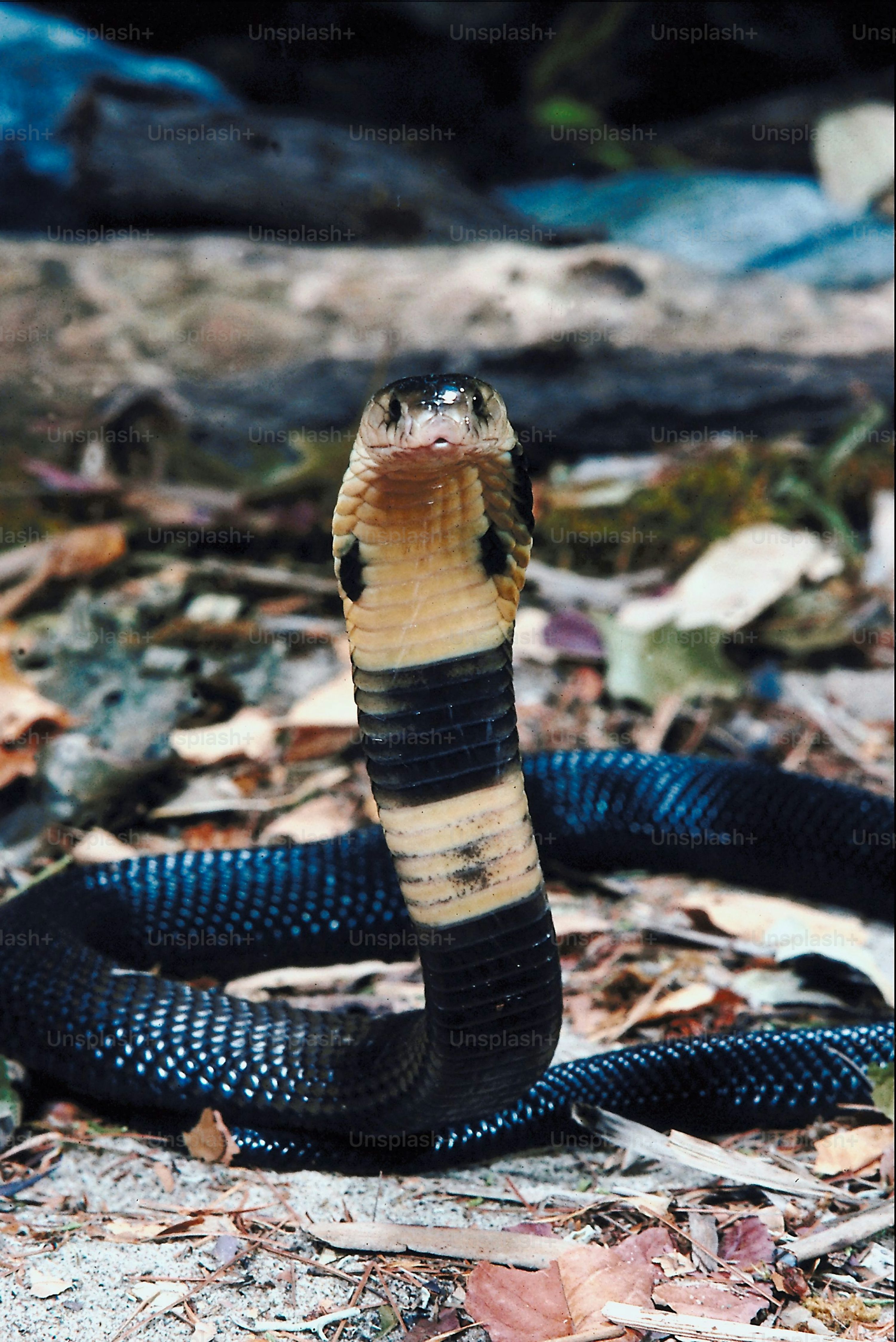 Snake Picture. Download Free Image