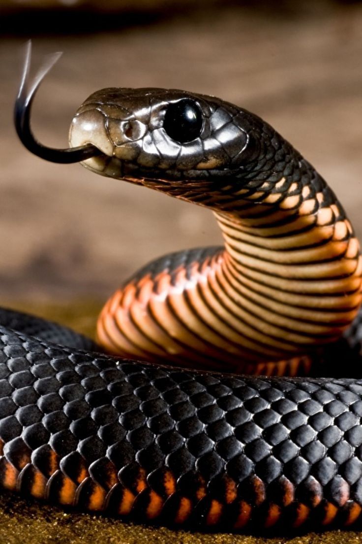 YouTube SEO: Rank Your Channel Organically