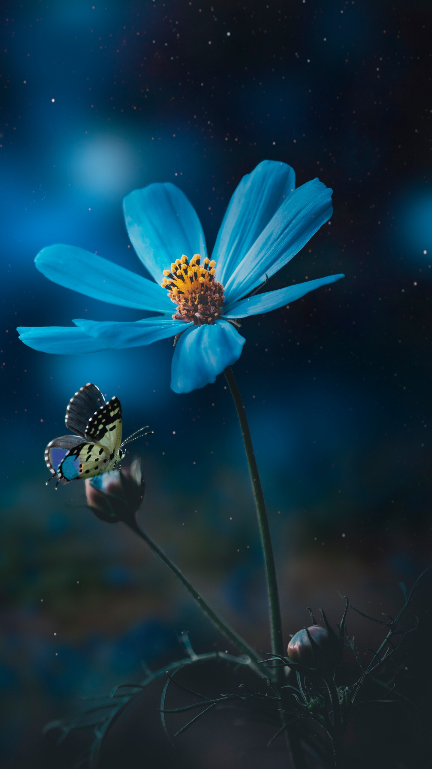 Blue flower Wallpaper 4K, Pollination