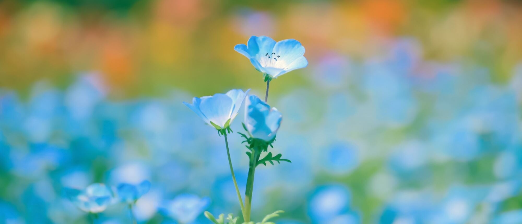 Baby Blue Eyes Flower Seeds