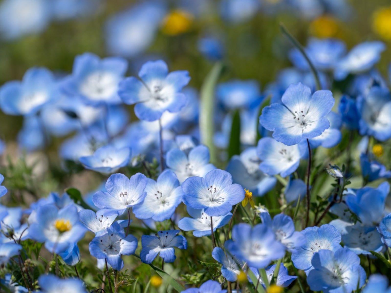 Baby Blue Eyes Flower Information: How