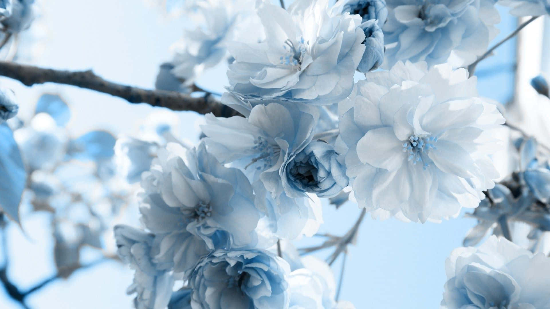 Blue Flowers Aesthetic Wallpaper