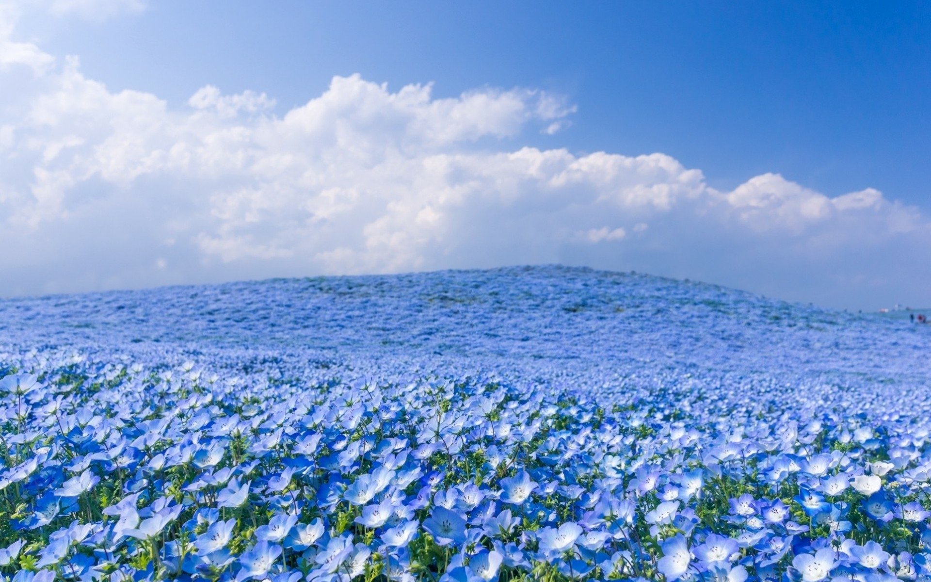 Cloud Sky Field Flower HD Wallpaper