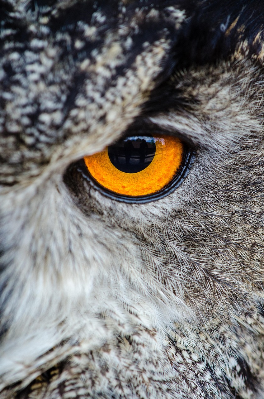 50,Free Owl Eyes & Owl Image