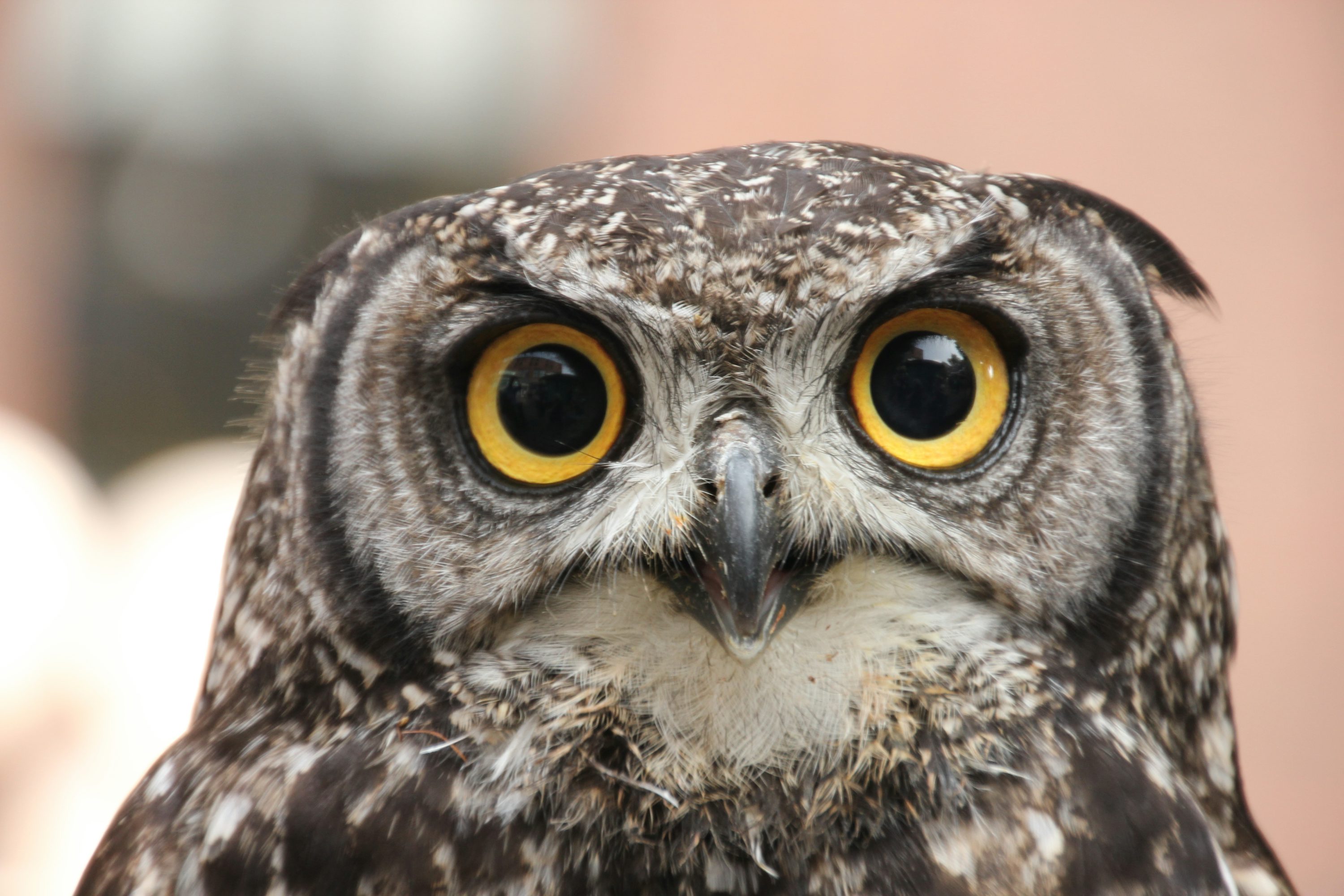 Owl Eyes Picture. Download