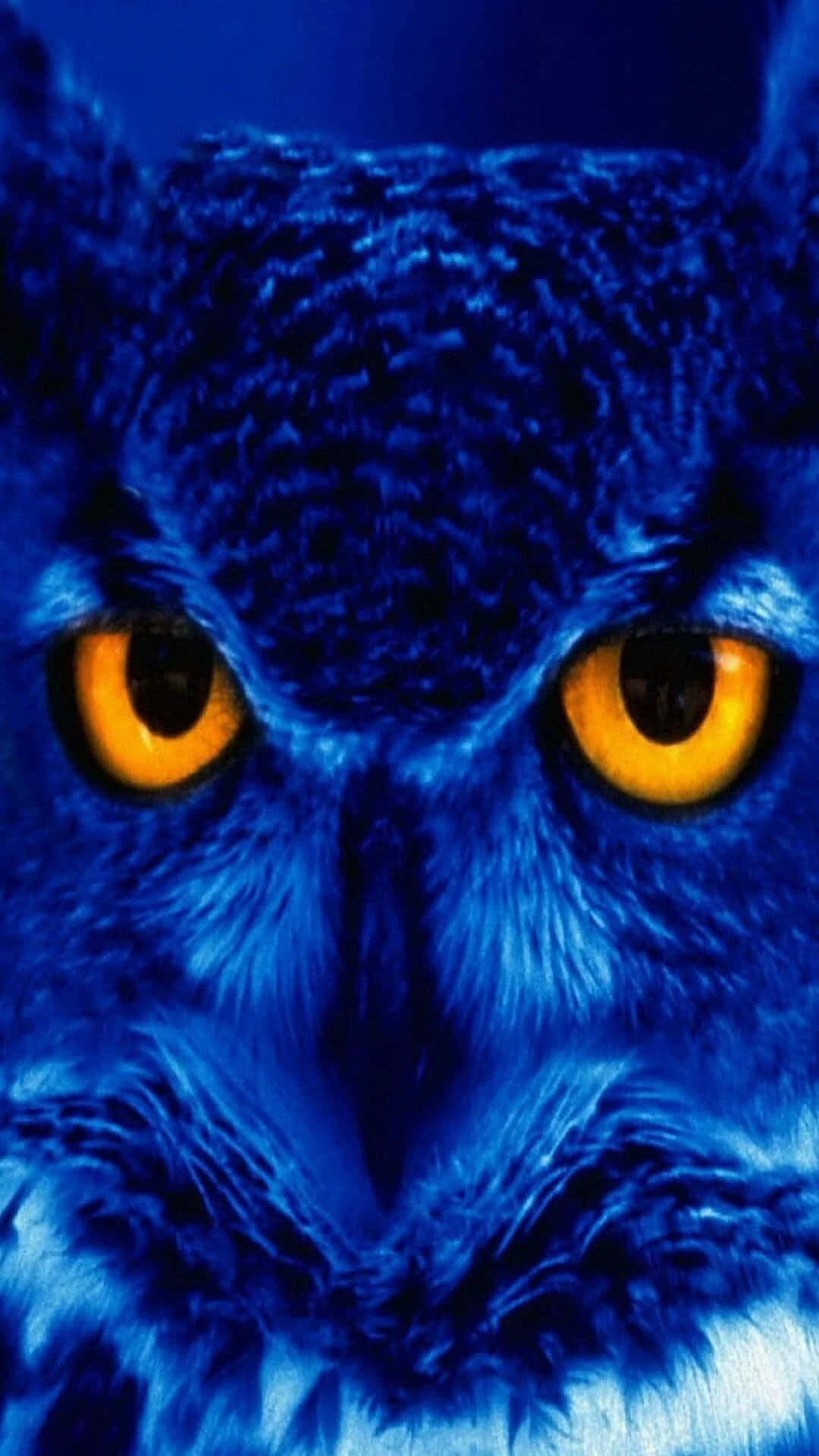 Owl With Yellow Eyes Is Shown In Blue