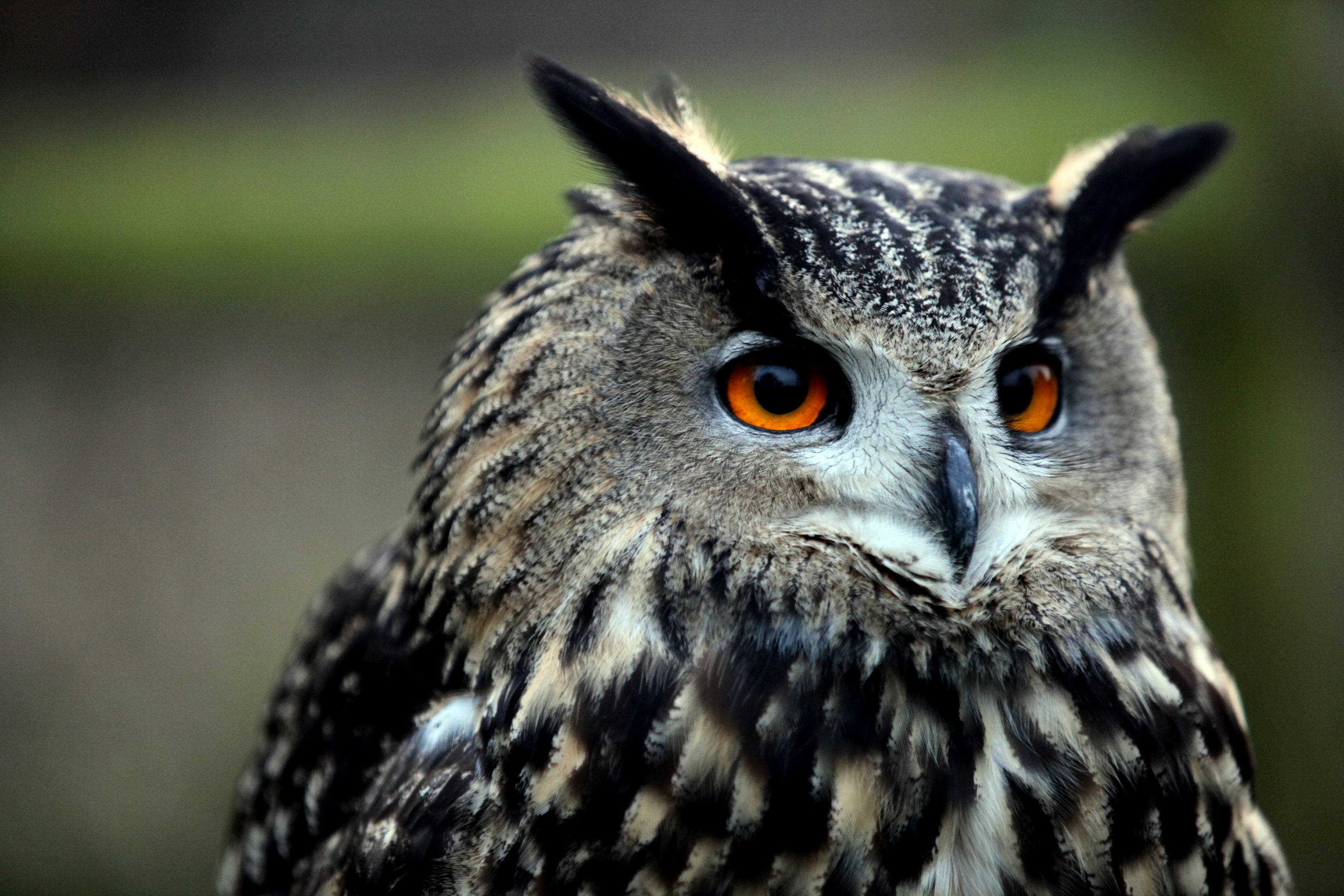 Owl Eyes Picture. Download