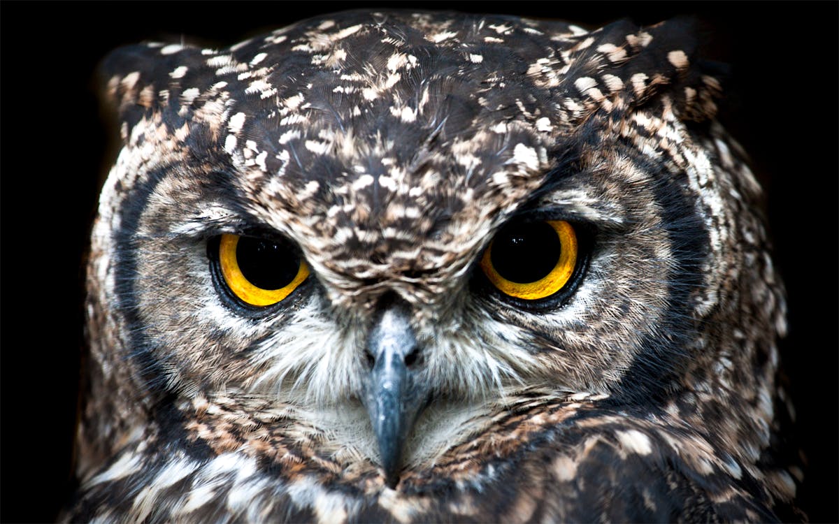 Photography of Owl · Free