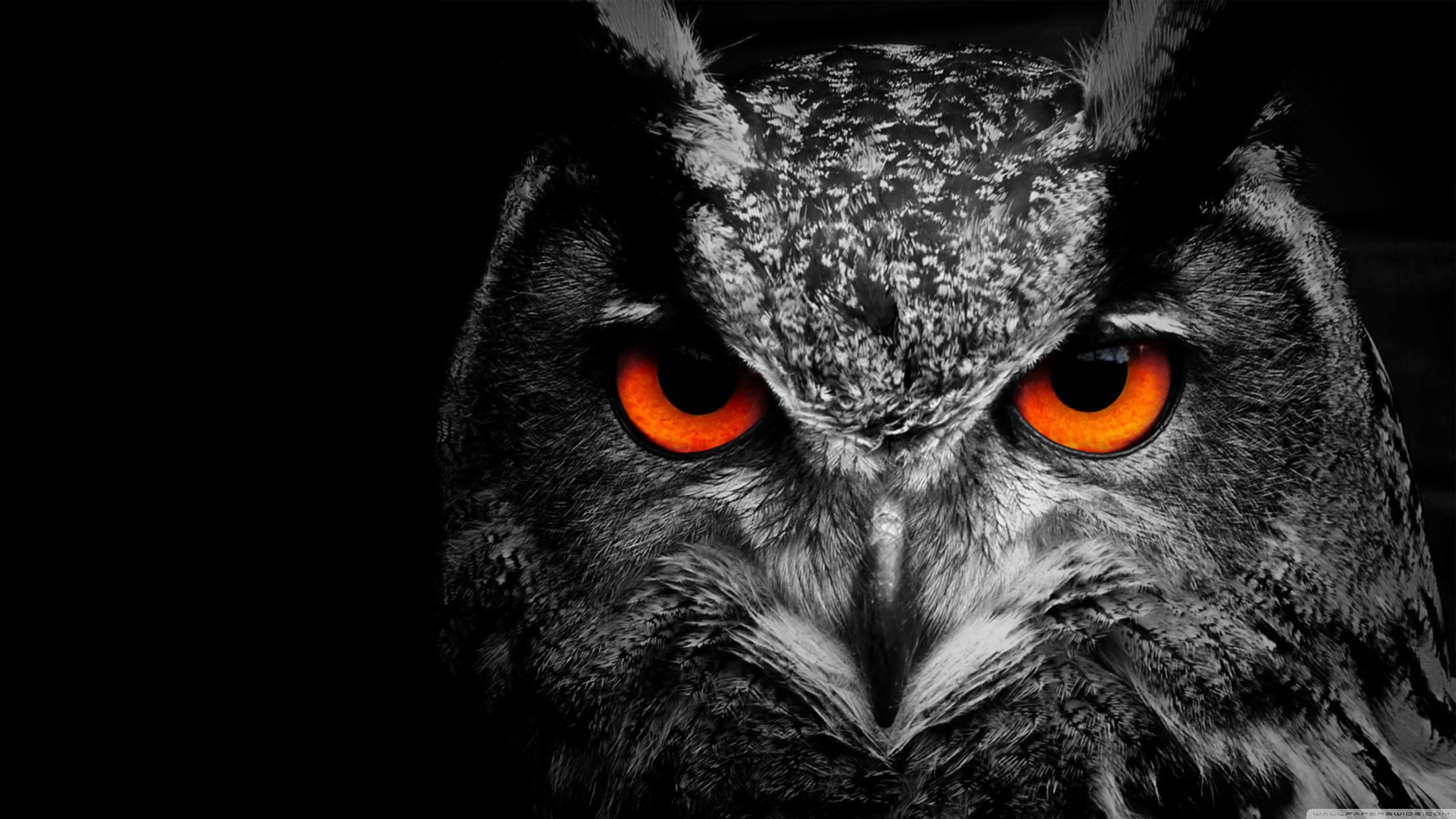 Owl Eye 4K UHD Wallpaper for UltraHD