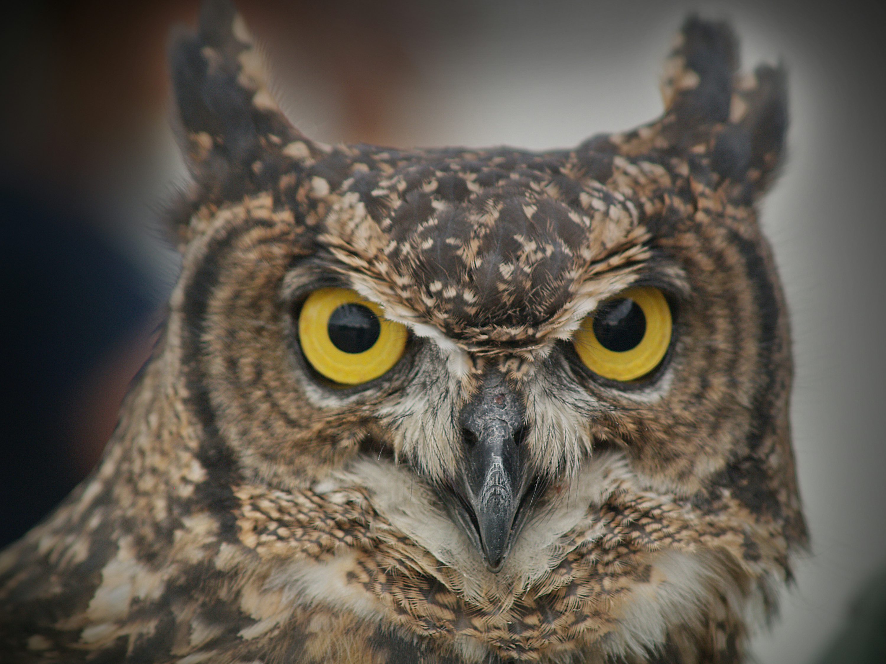 Owl Eyes Picture. Download