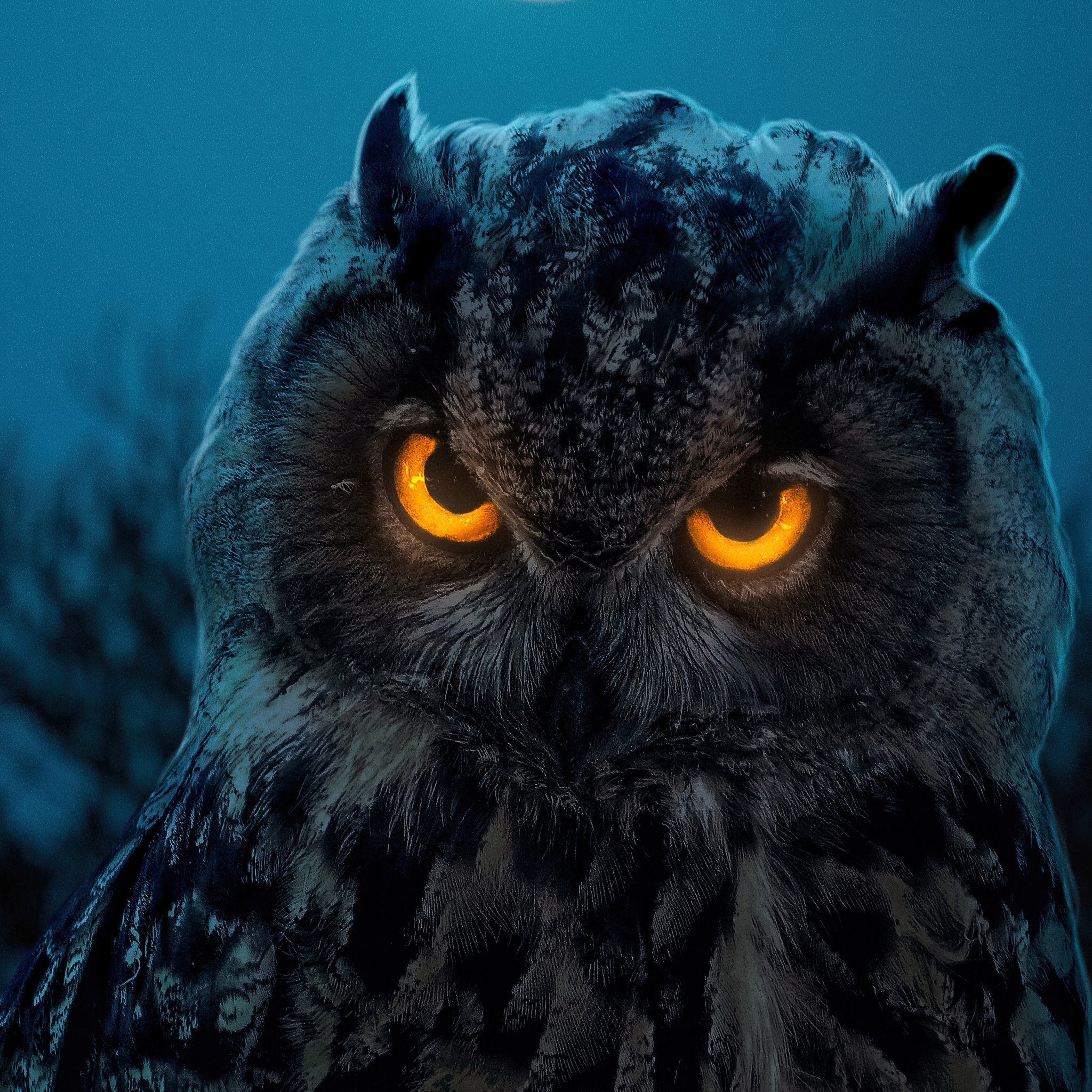 Owl Glowing Eyes iPad Air , HD