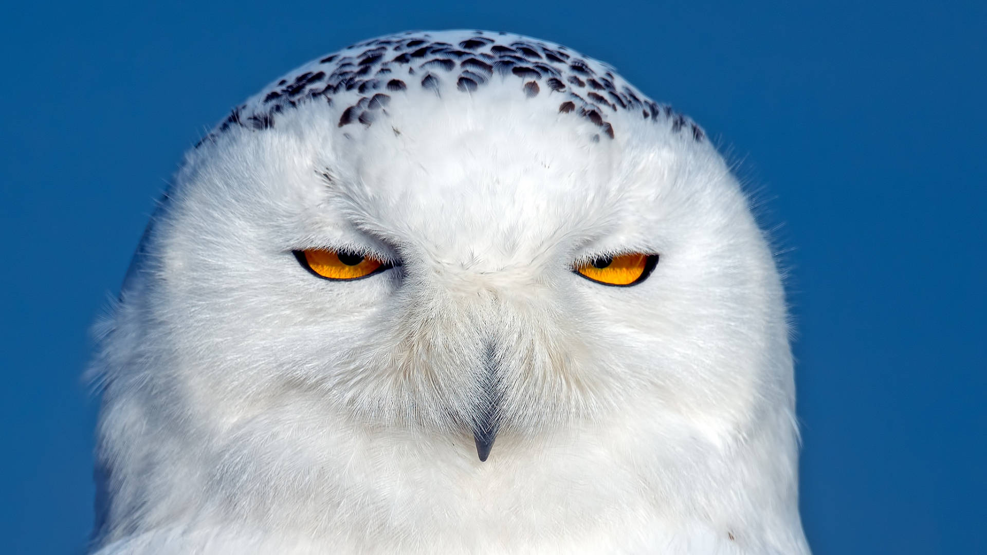 Blue Owl Wallpaper