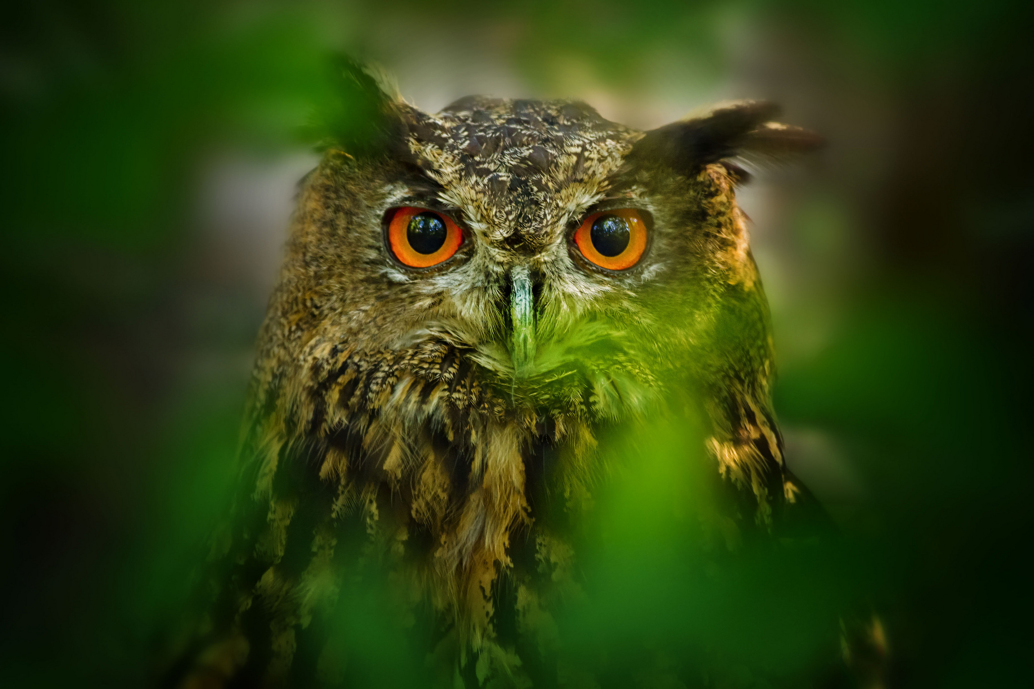 Download Animal Owl HD Wallpaper