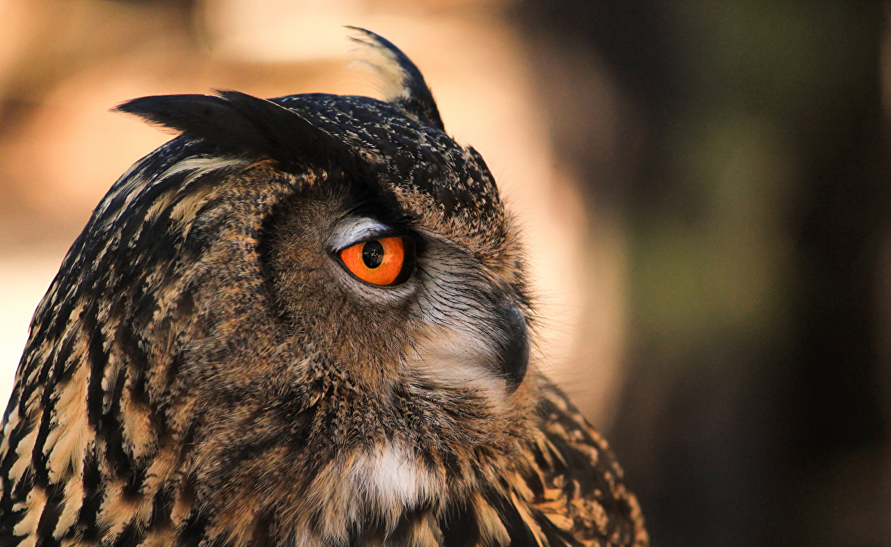 Desktop Wallpaper Owls Eyes Beak