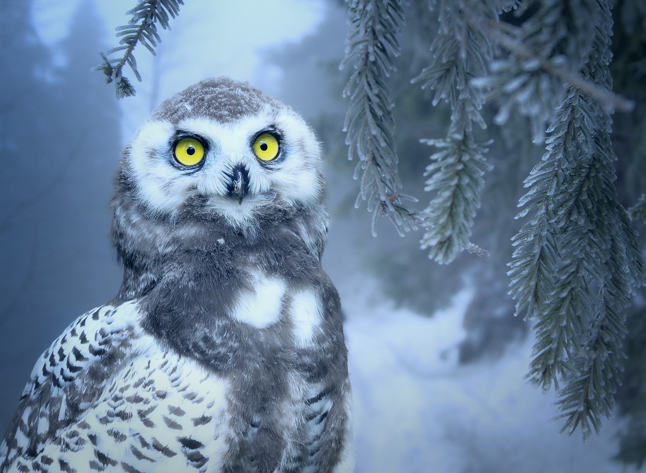 50,Free Owl Eyes & Owl Image