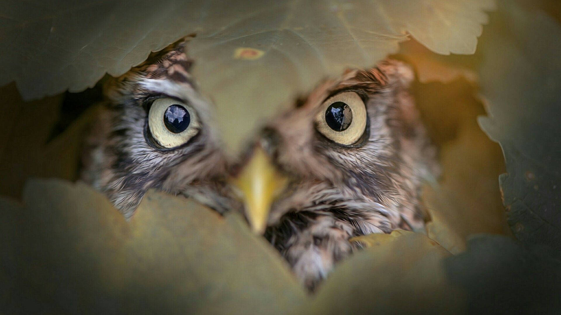 Owl Wallpaper