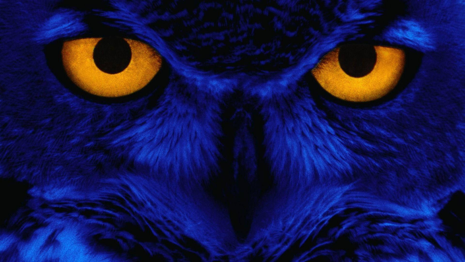 Blue Owl Picture